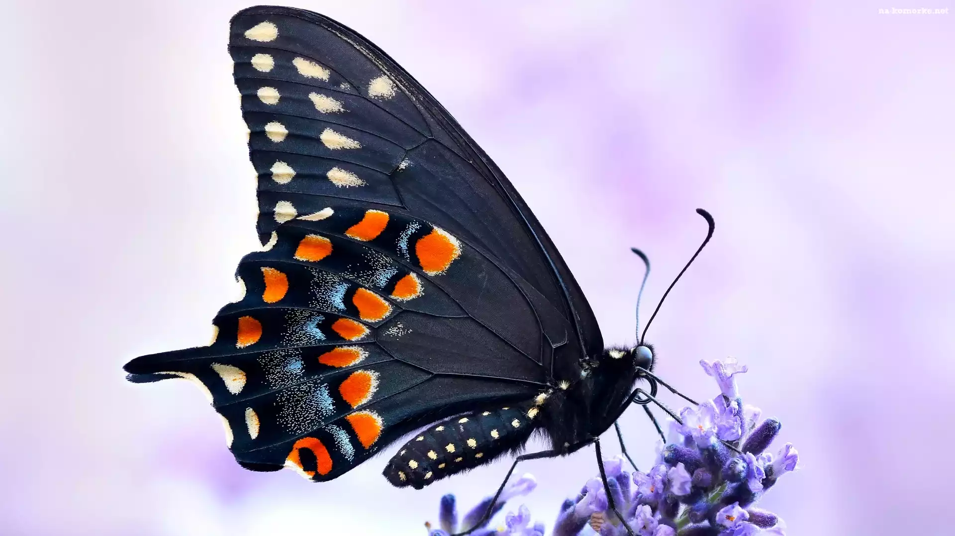 Makro, Motyl, Czarny, Paź królowej, Lawenda