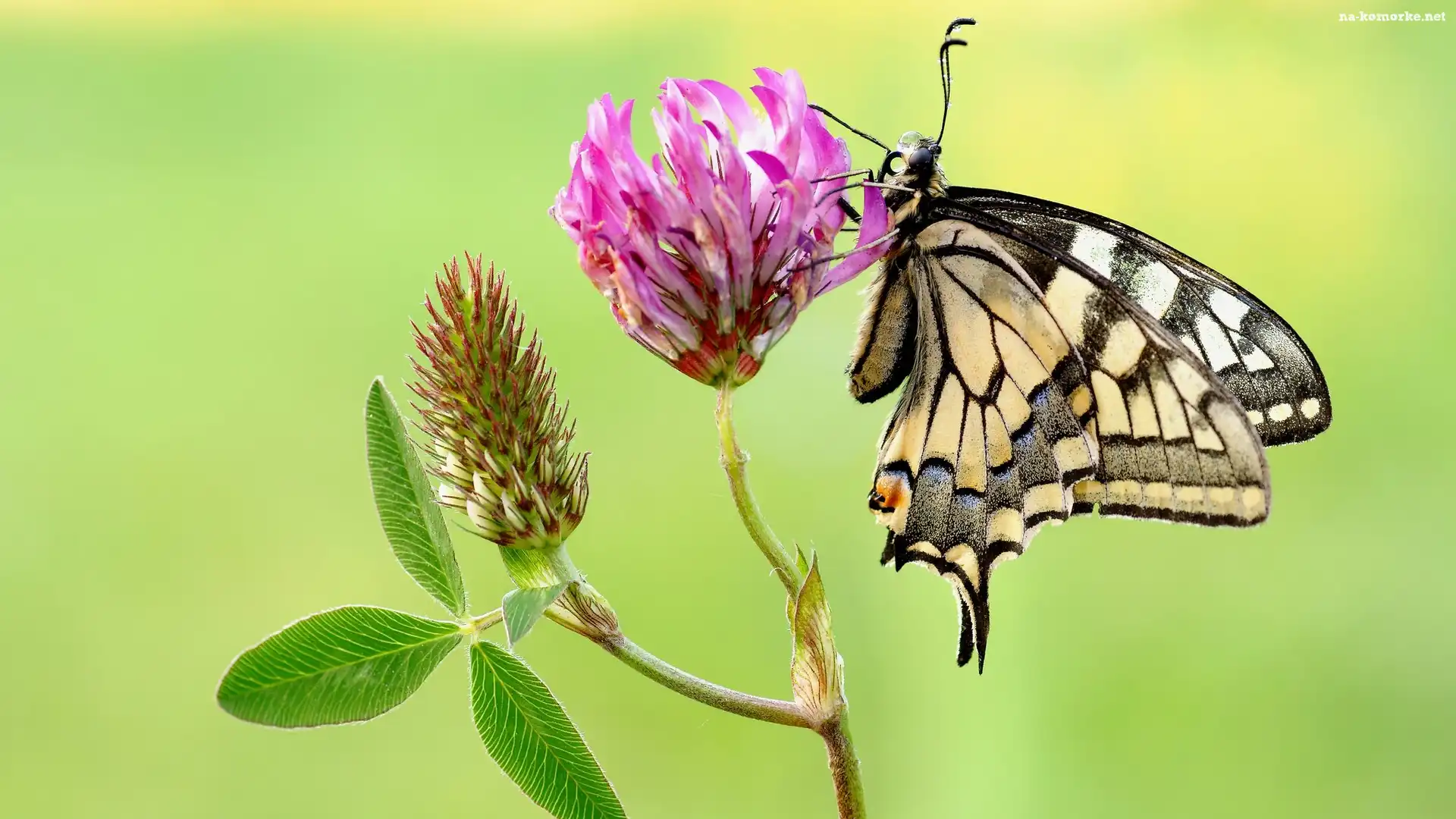 Makro, Motyl, Paź królowej, Kwiat, Koniczyna