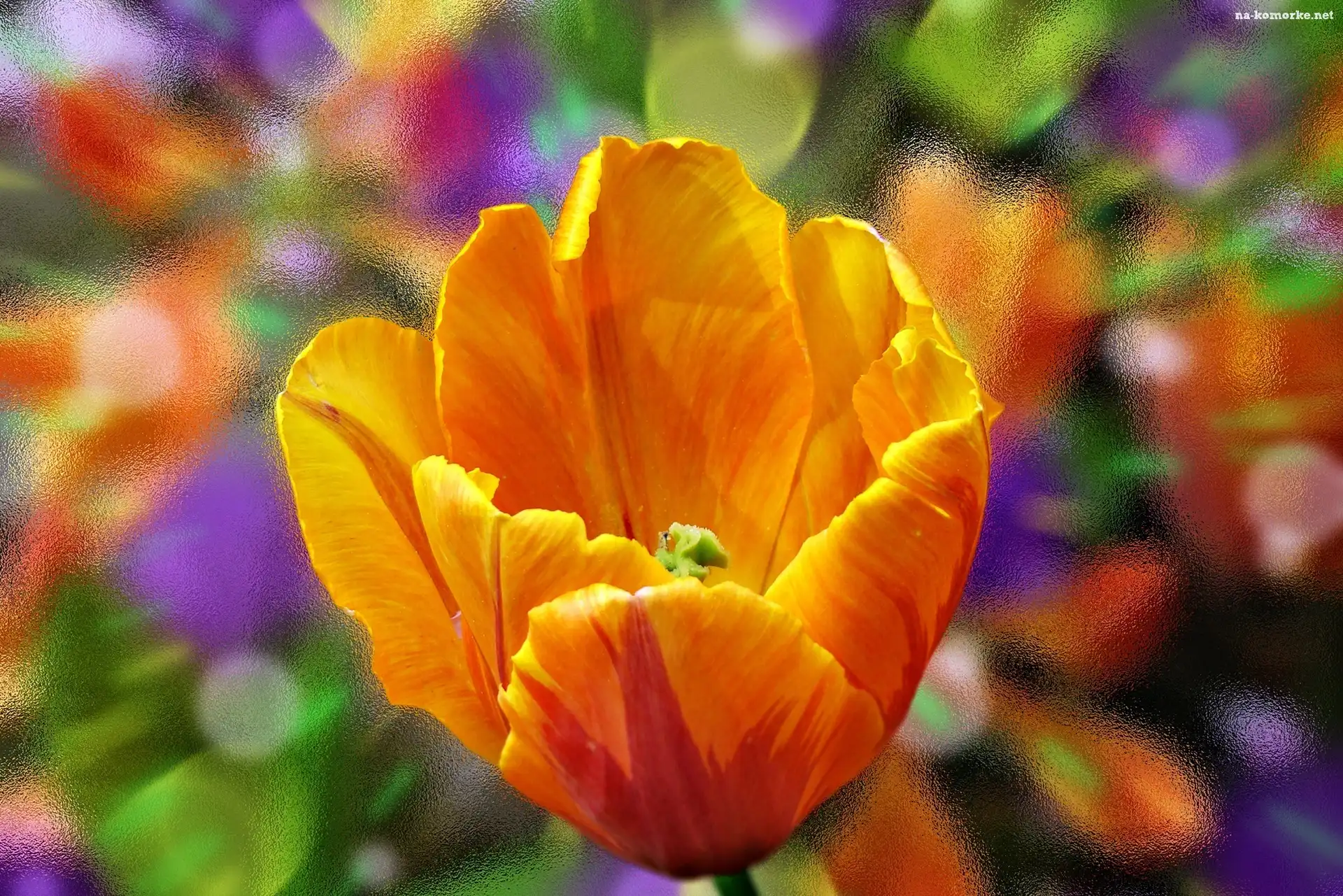Makro, Tulipan, Pomarańczowy, Kwiat, Szyba