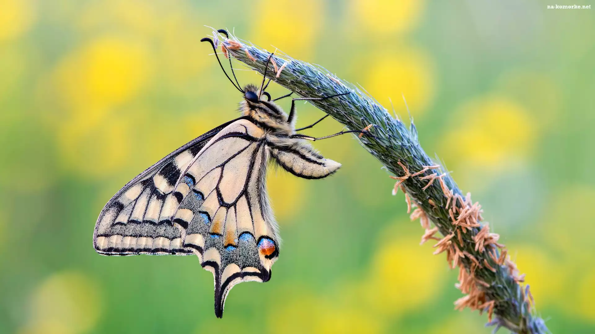 Źdźbło, Makro, Motyl, Paź królowej