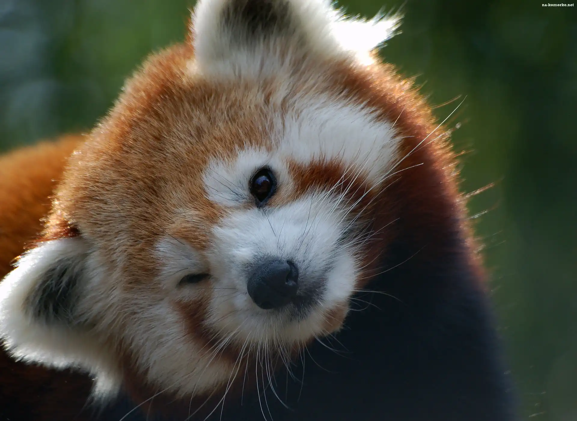 Mała, Panda