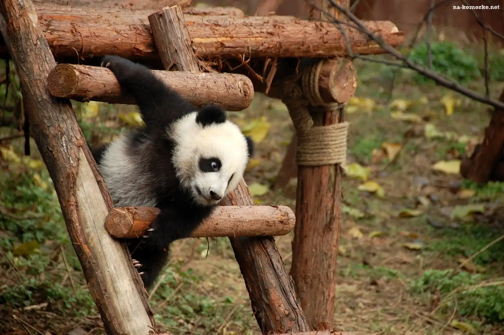 Mała, Zabaw, Panda, Plac