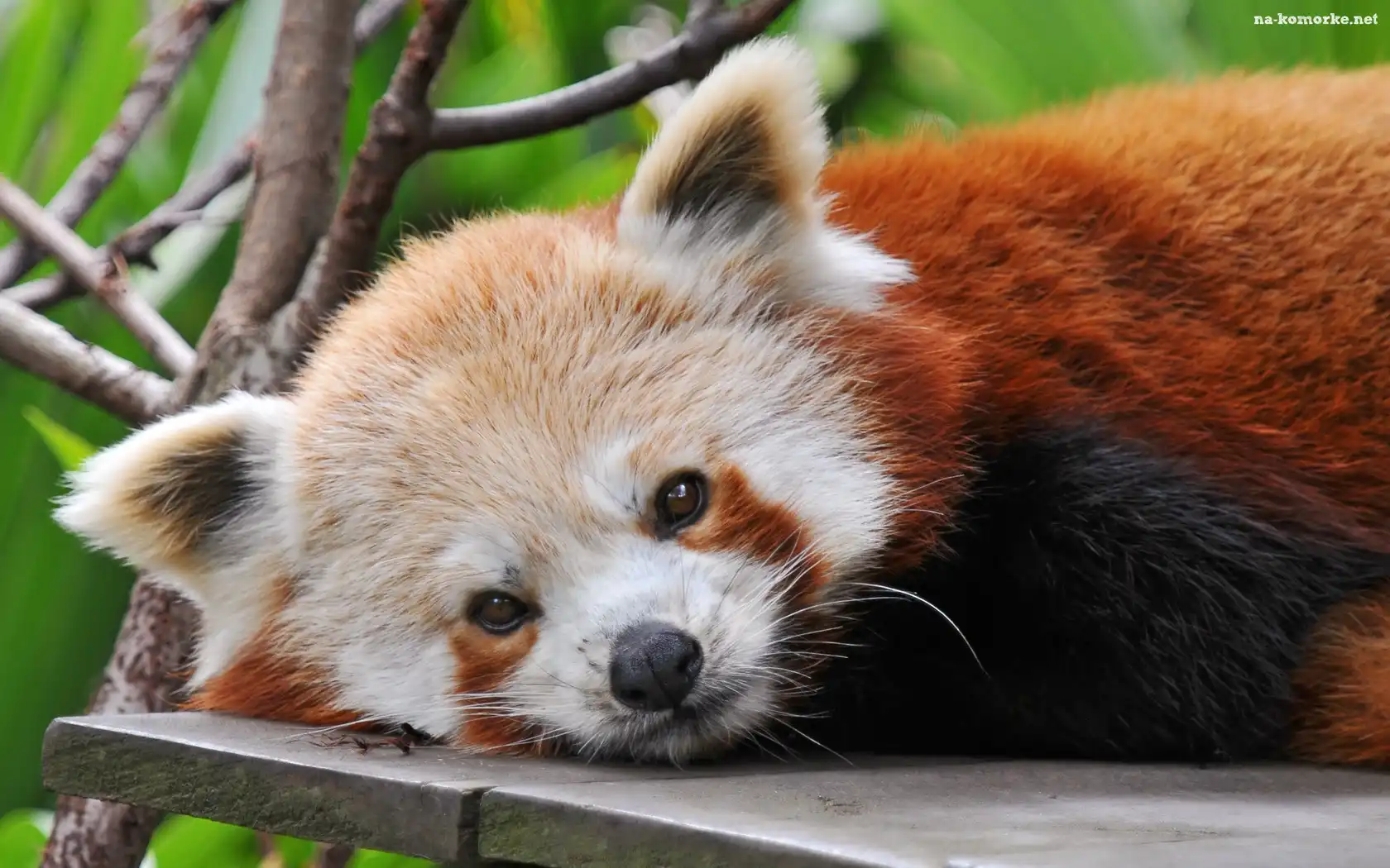 Mała, Panda