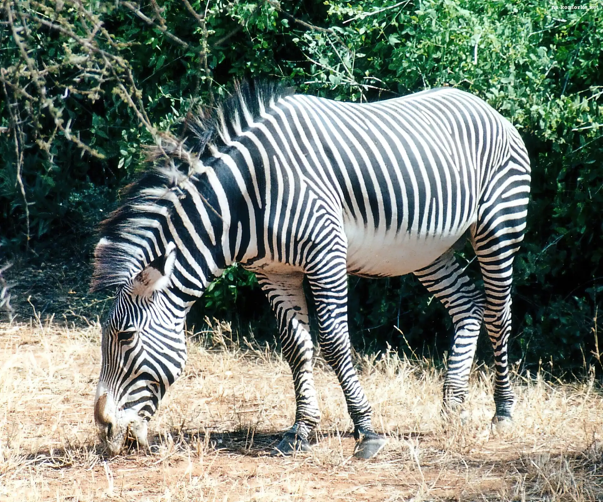 Mała, Zebra