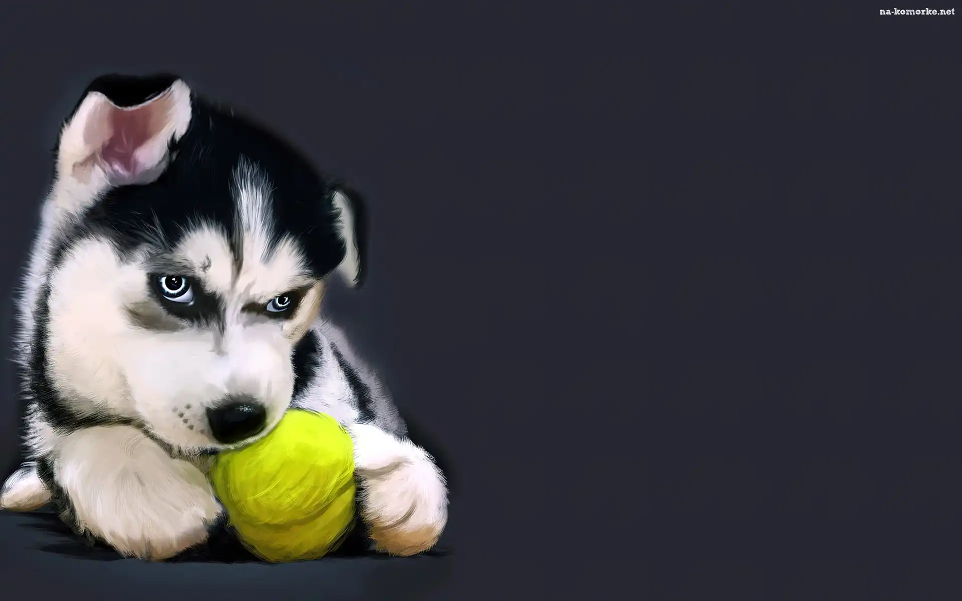 Alaskan Malamute, Grafika