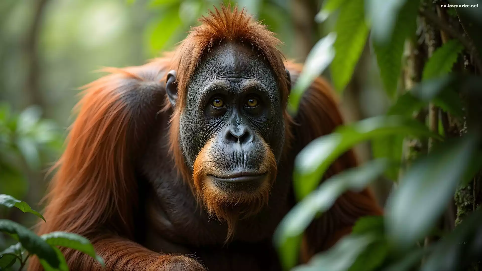 Małpa, AI, Orangutan