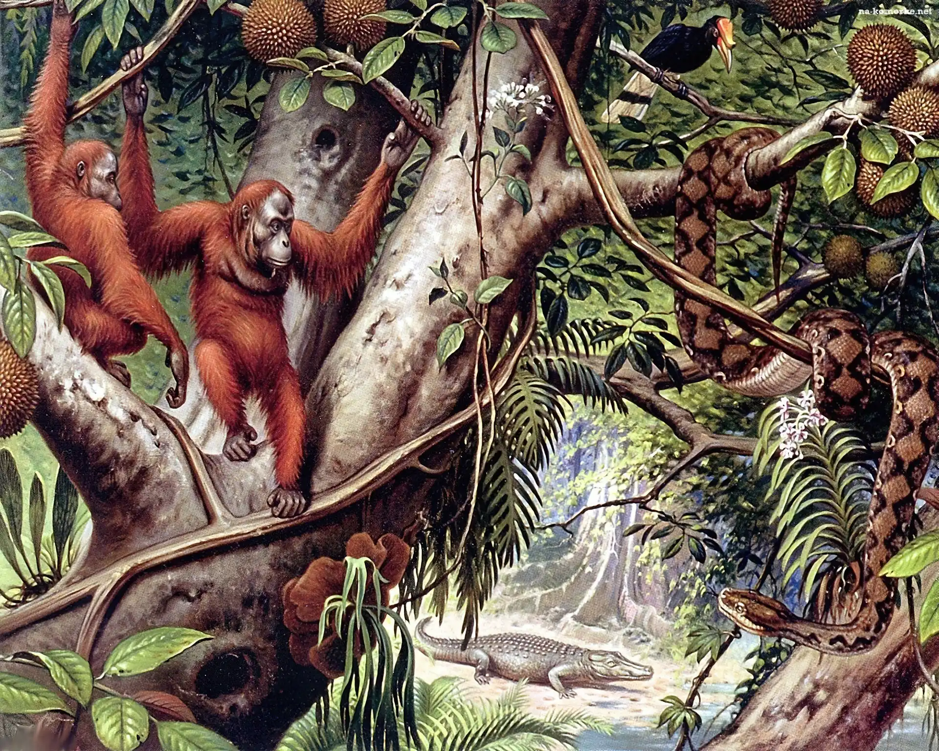 Małpy, Liany, Orangutany, Dżungla