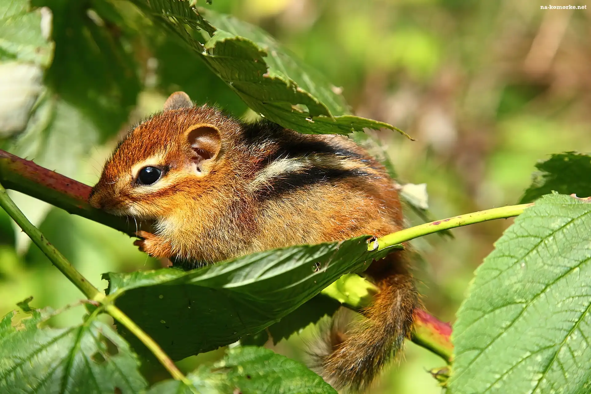 Malutka, Liście, Wiewiórka, Chipmunk
