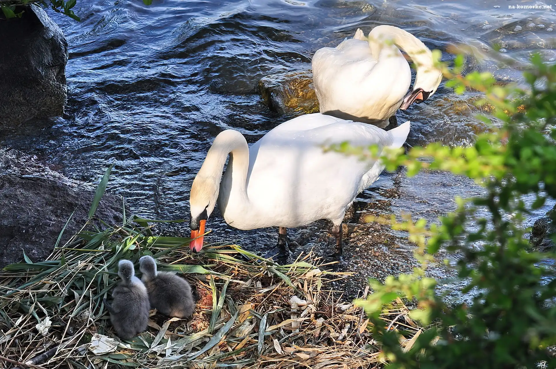 Łabędzie, Malutkie, Woda