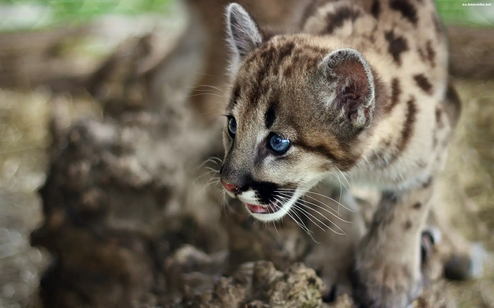 Mała, Oczy, Puma, Niebieskie