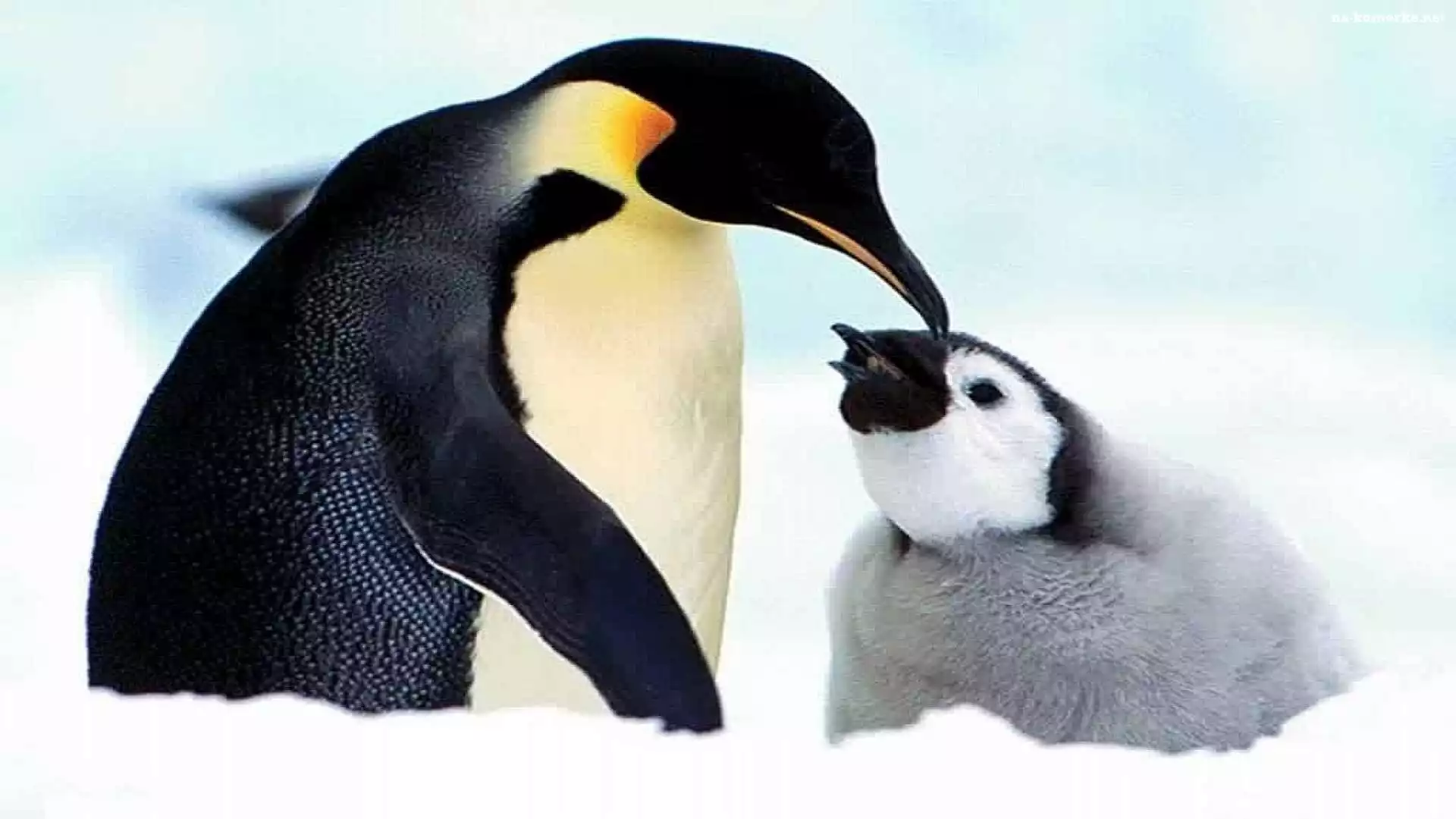 Mały, Mama, Pingwinek, Cesarski