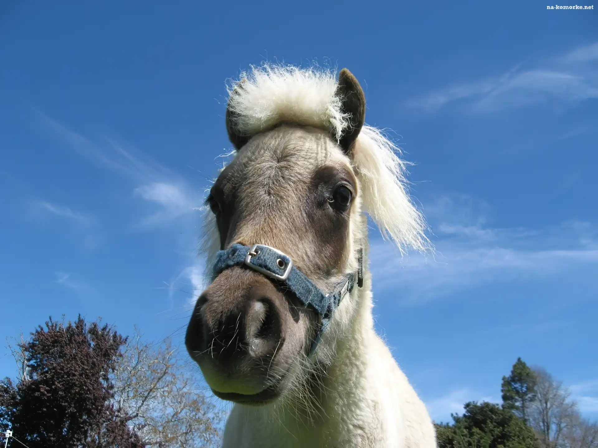 Mały, Pony