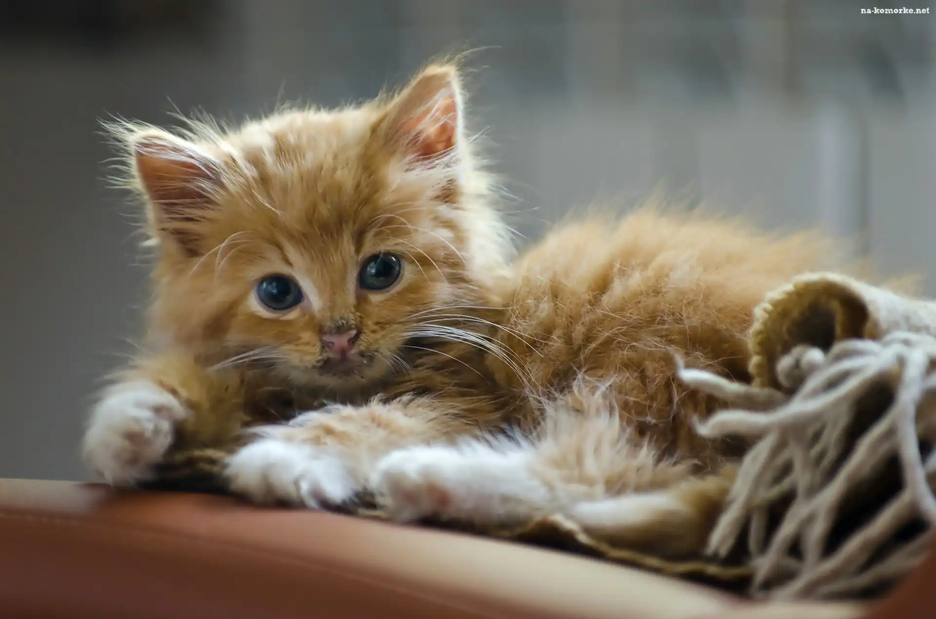Mały, Maine coon, Słodki, Kotek