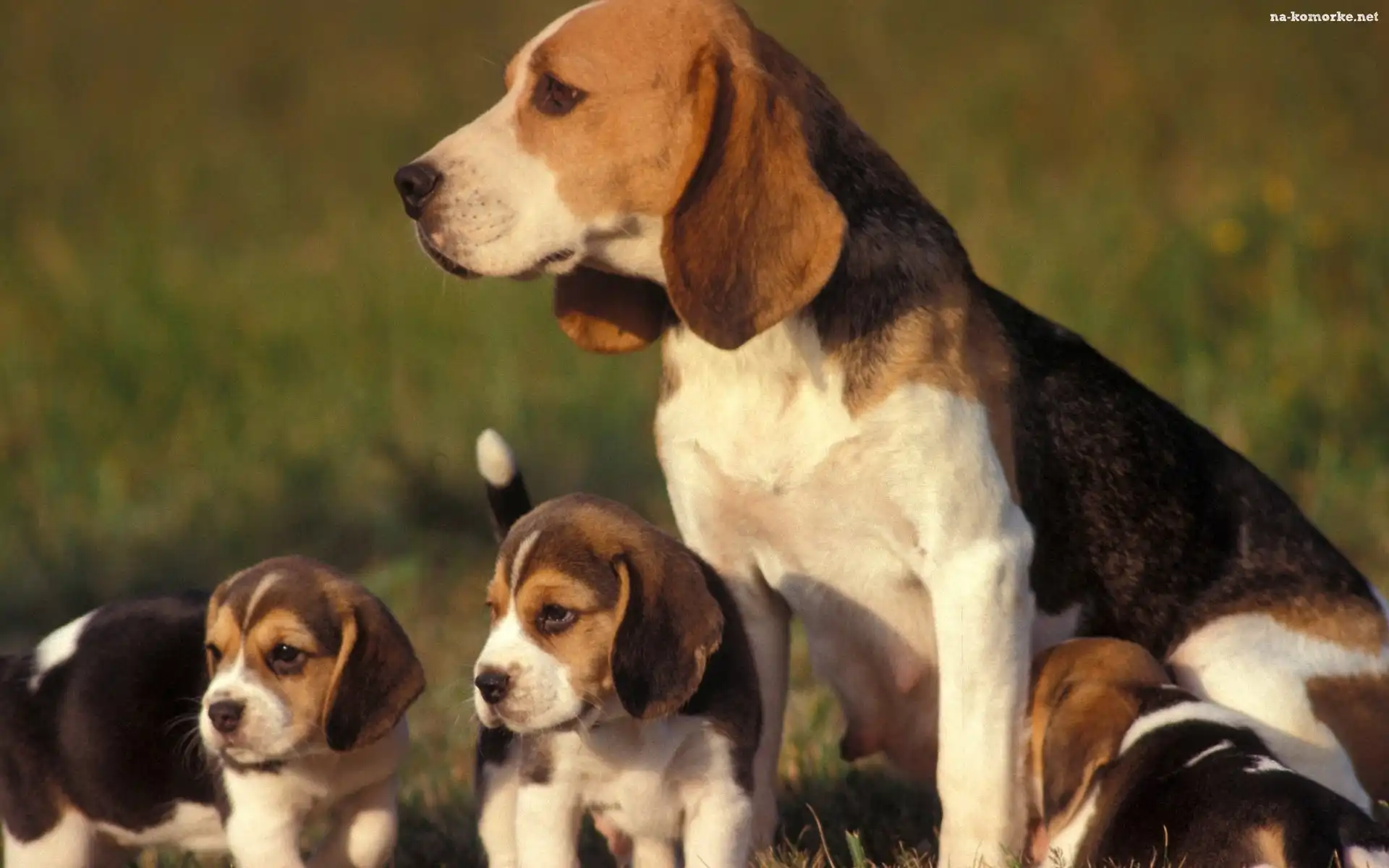 Beagle, Mama, Szczeniaki