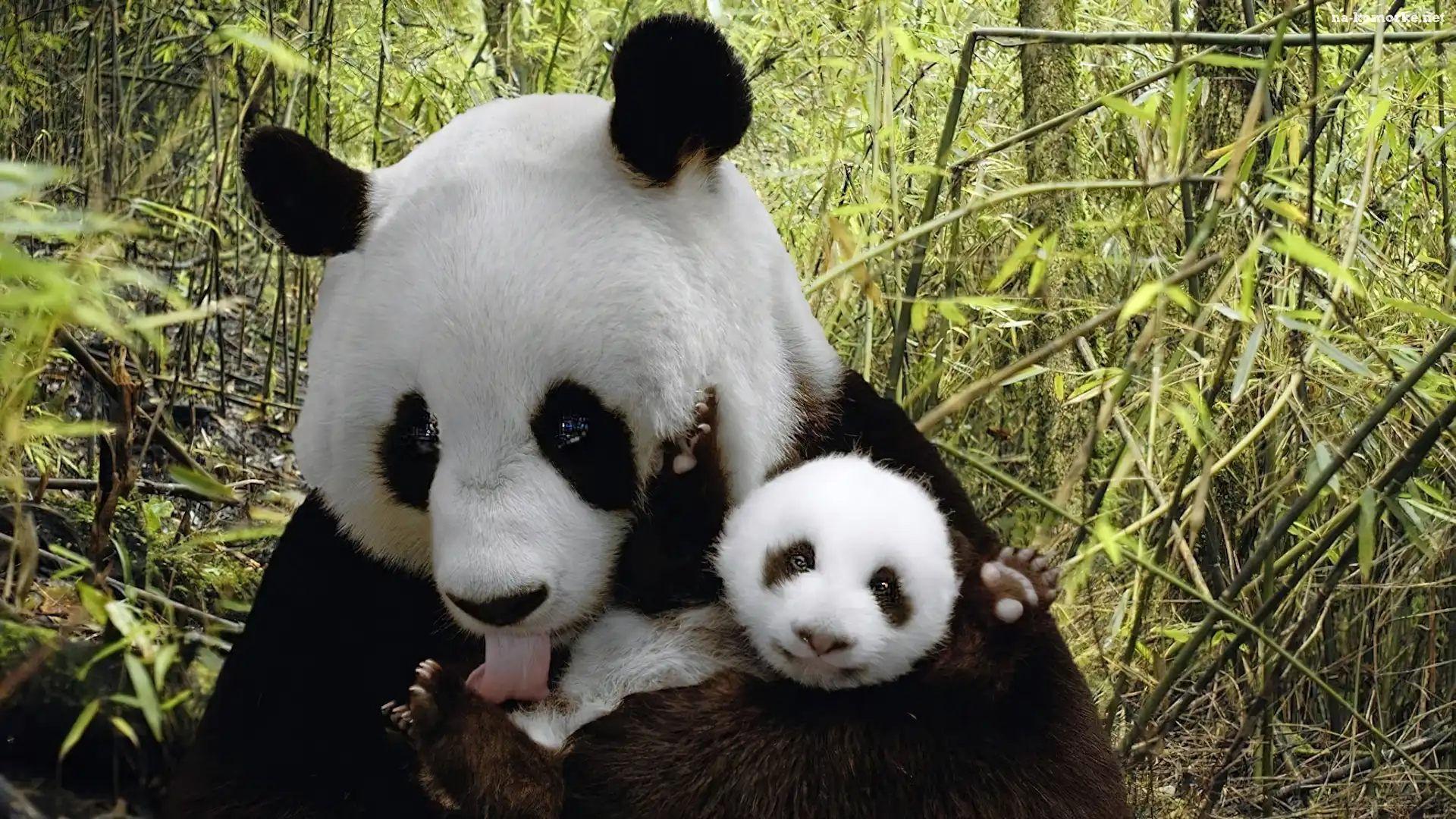 Mama, Pandy, Miś, Małe