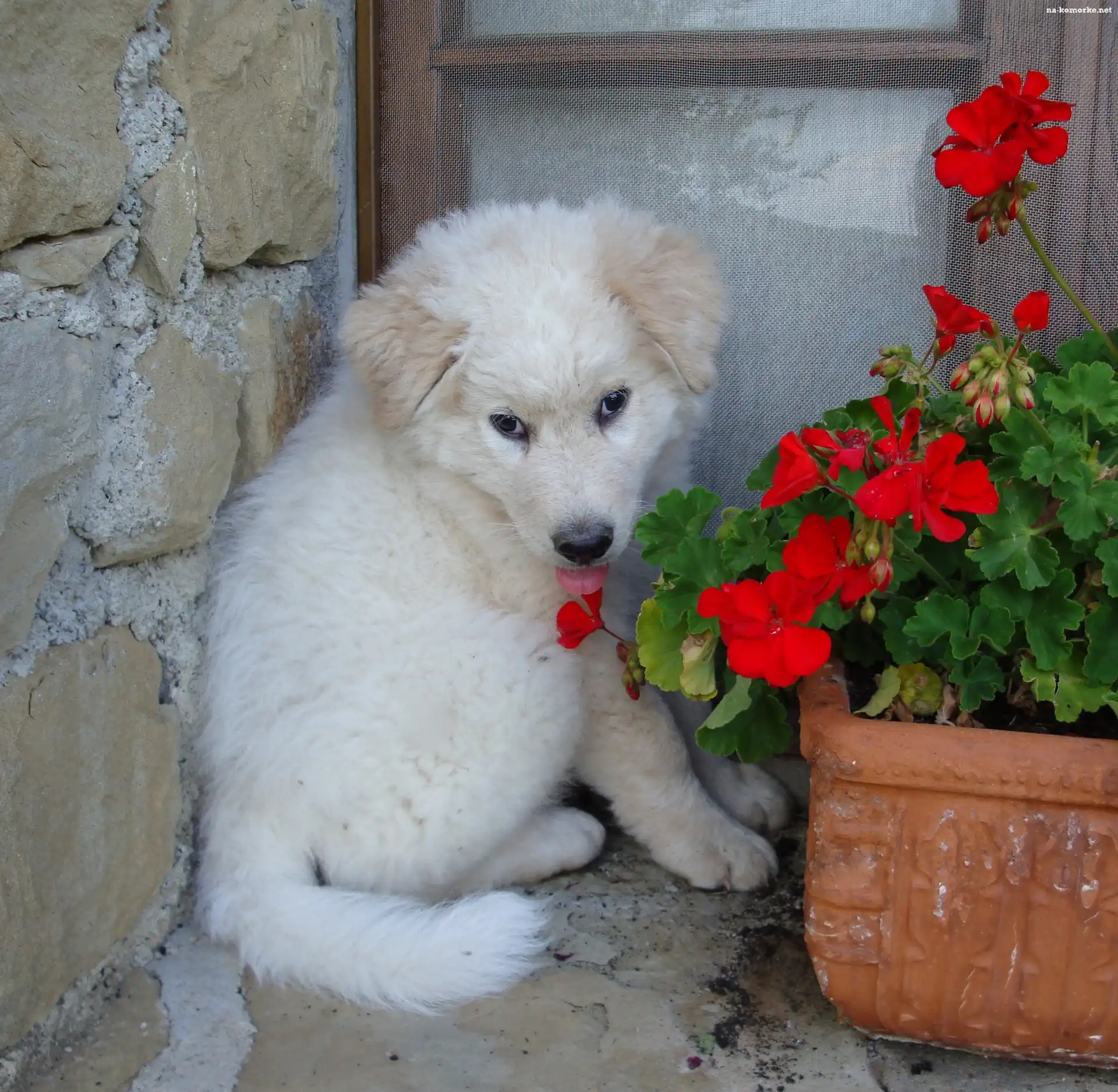 Maremmano-abruzzese, kwiatki, donica, czerwone