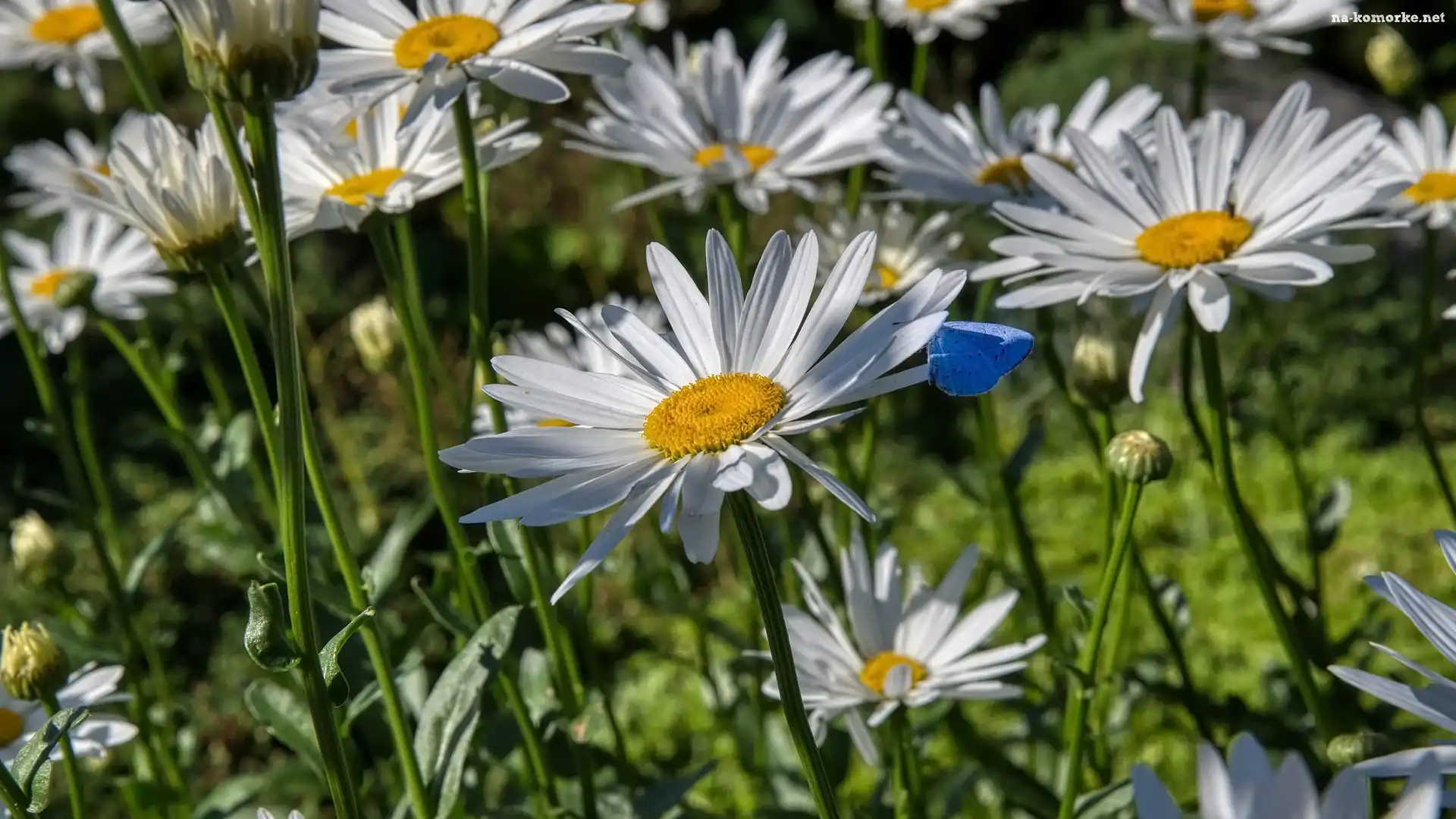Niebieski, Motyl, Kwiaty, Margerytki