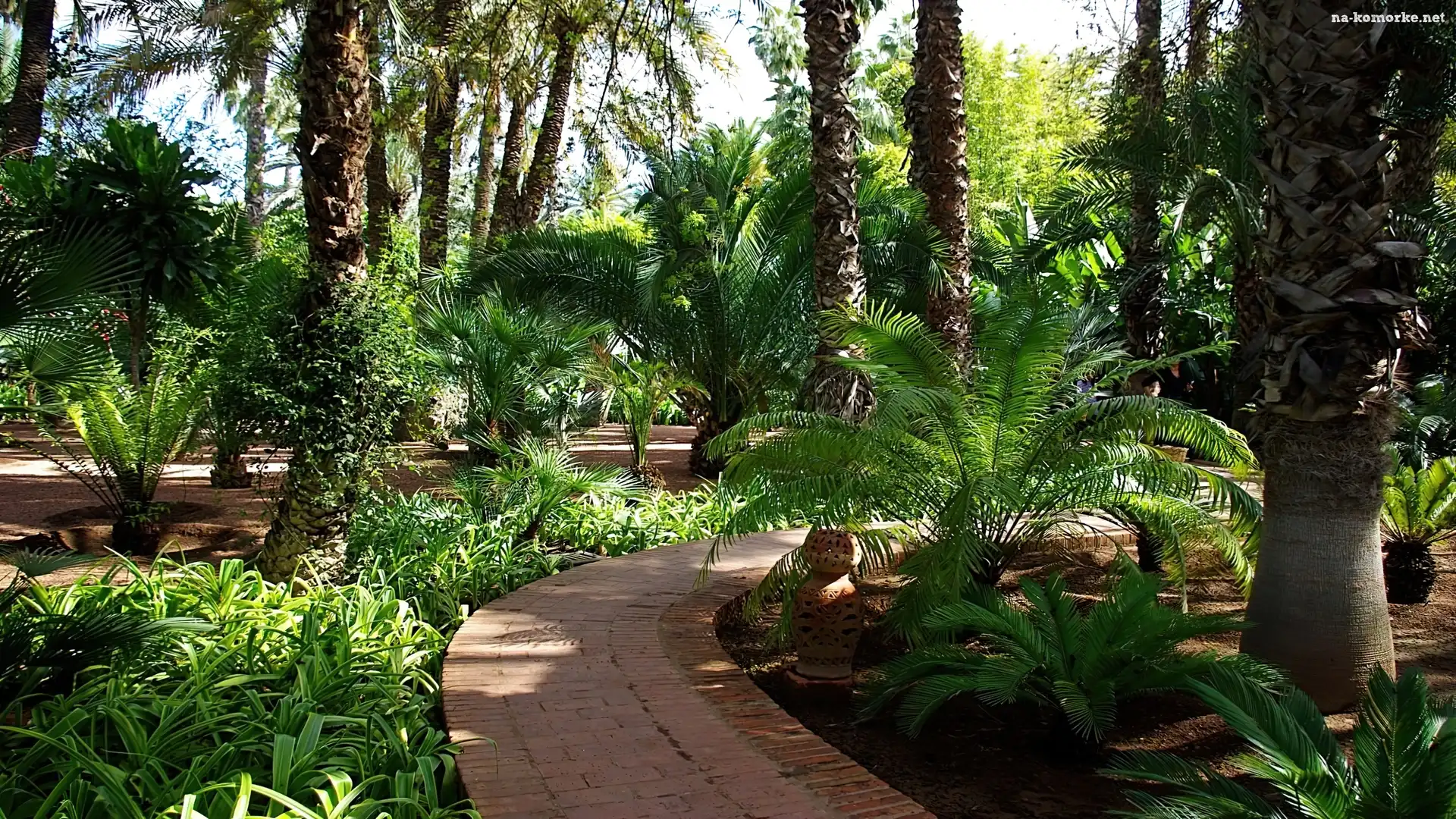 Maroko, Egzotyczny, Palmowy, Ogród, Marrakesz
