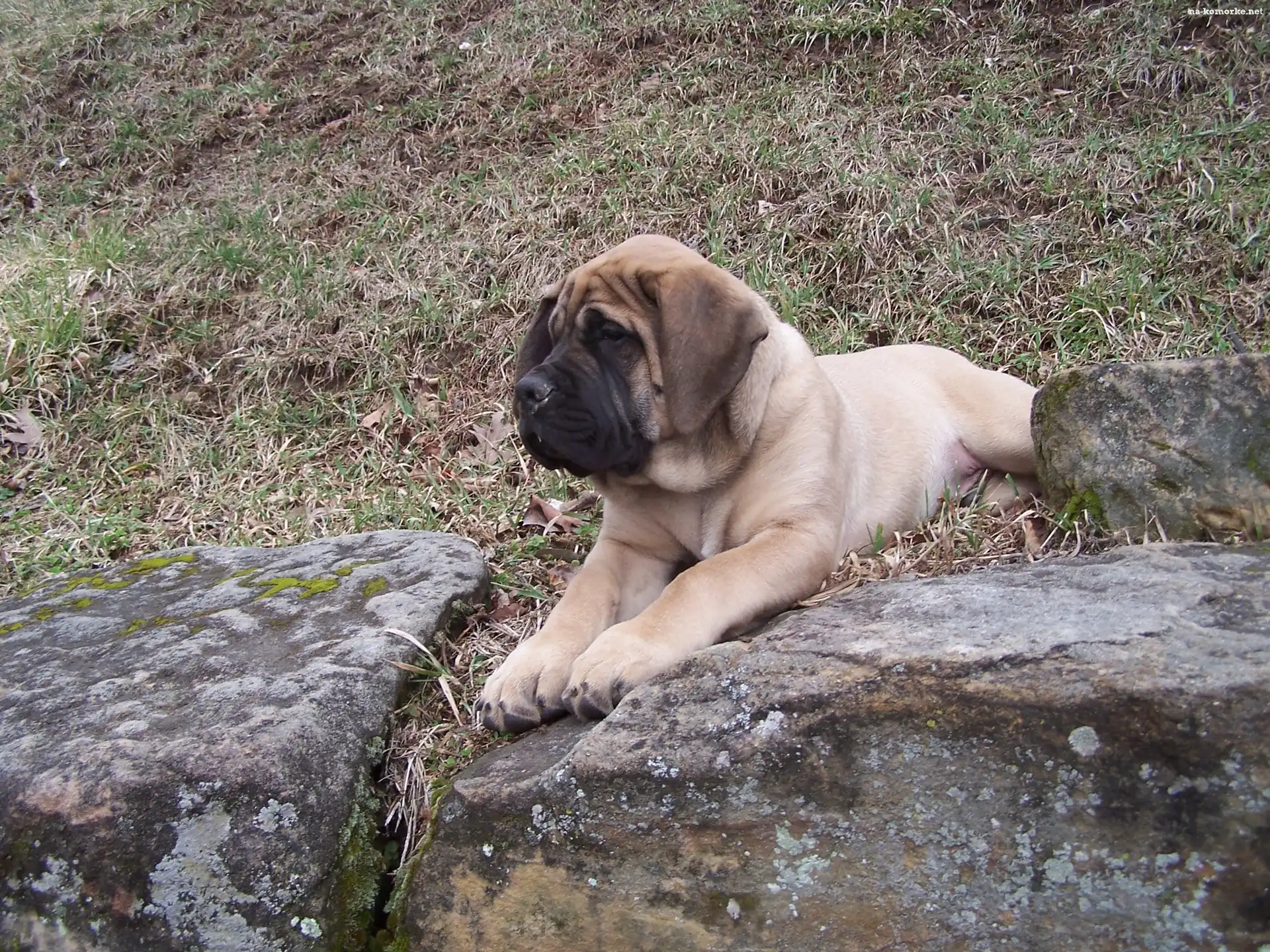 Mastif angielski, Mastiff, kamienie