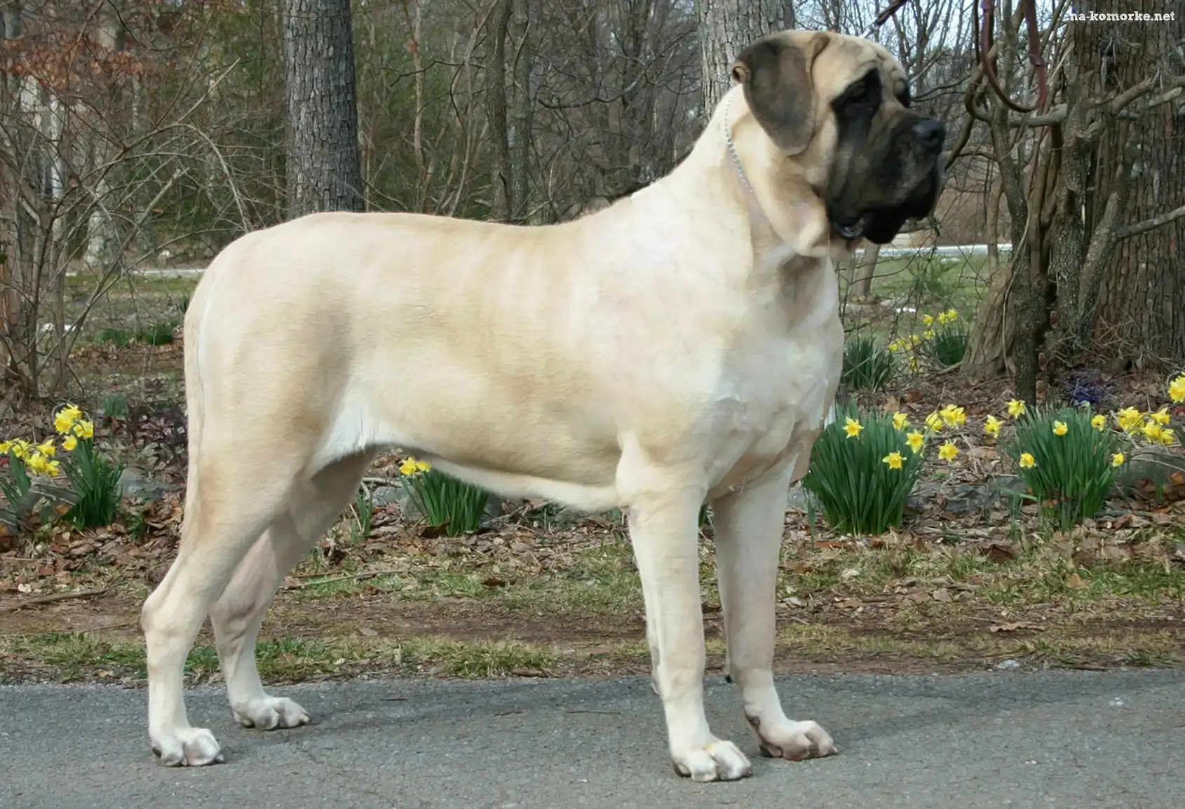 Mastif angielski, kwiatki, Mastiff, żółte
