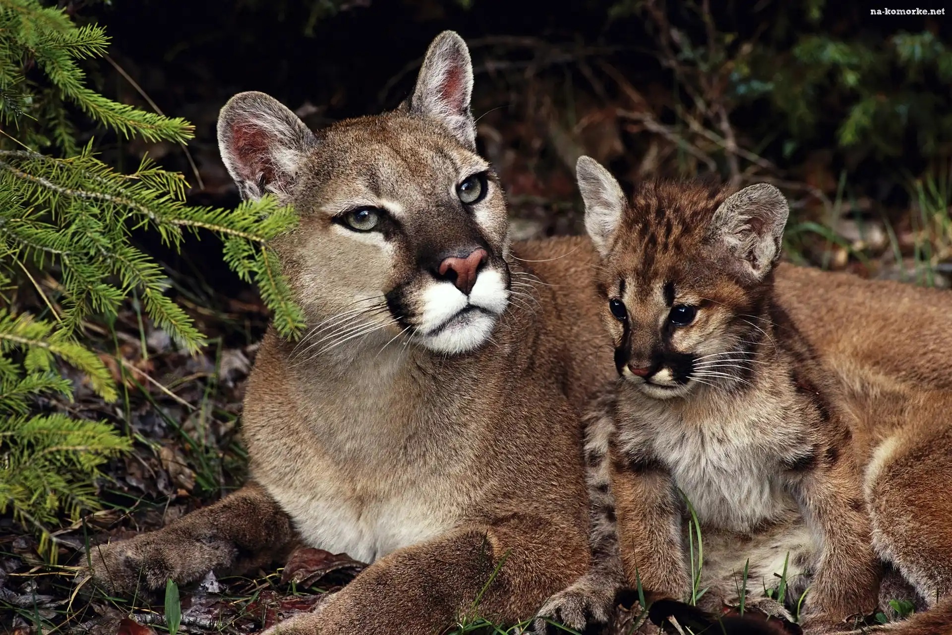 Puma, Matka, Młode
