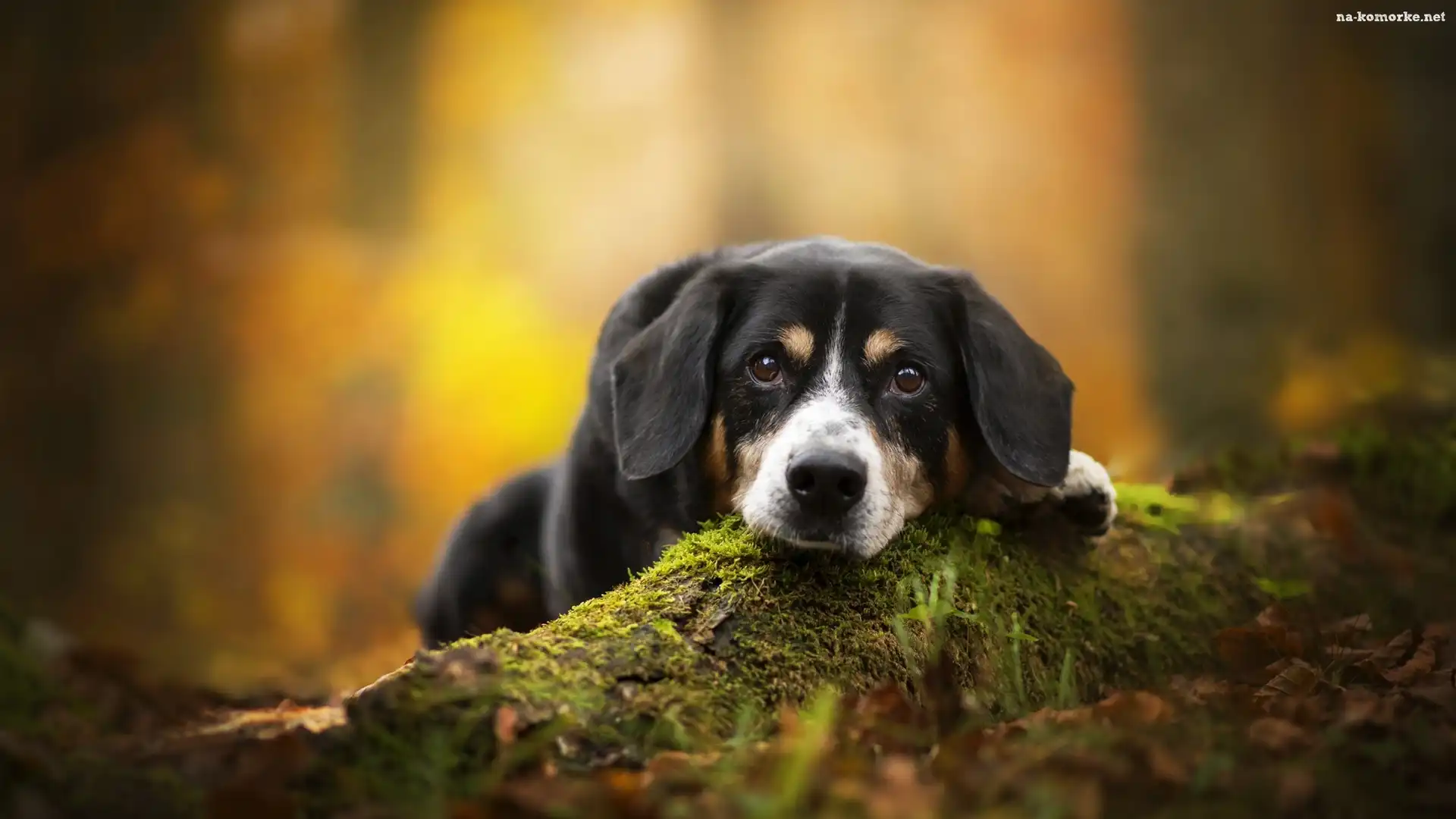 Mech, Pies, Entlebucher, Mordka, Ściółka