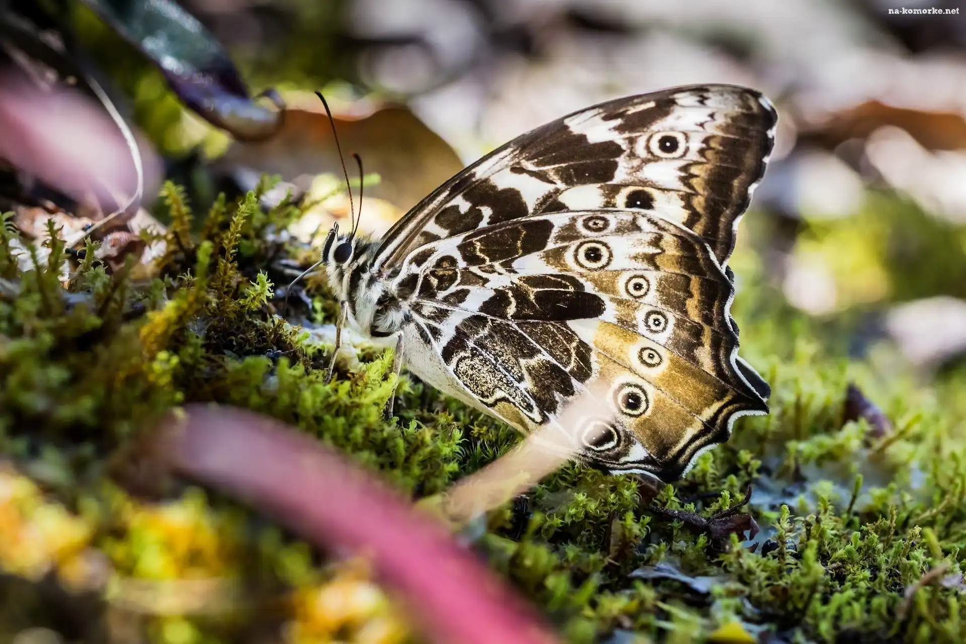 Motyl, Mech, Makro