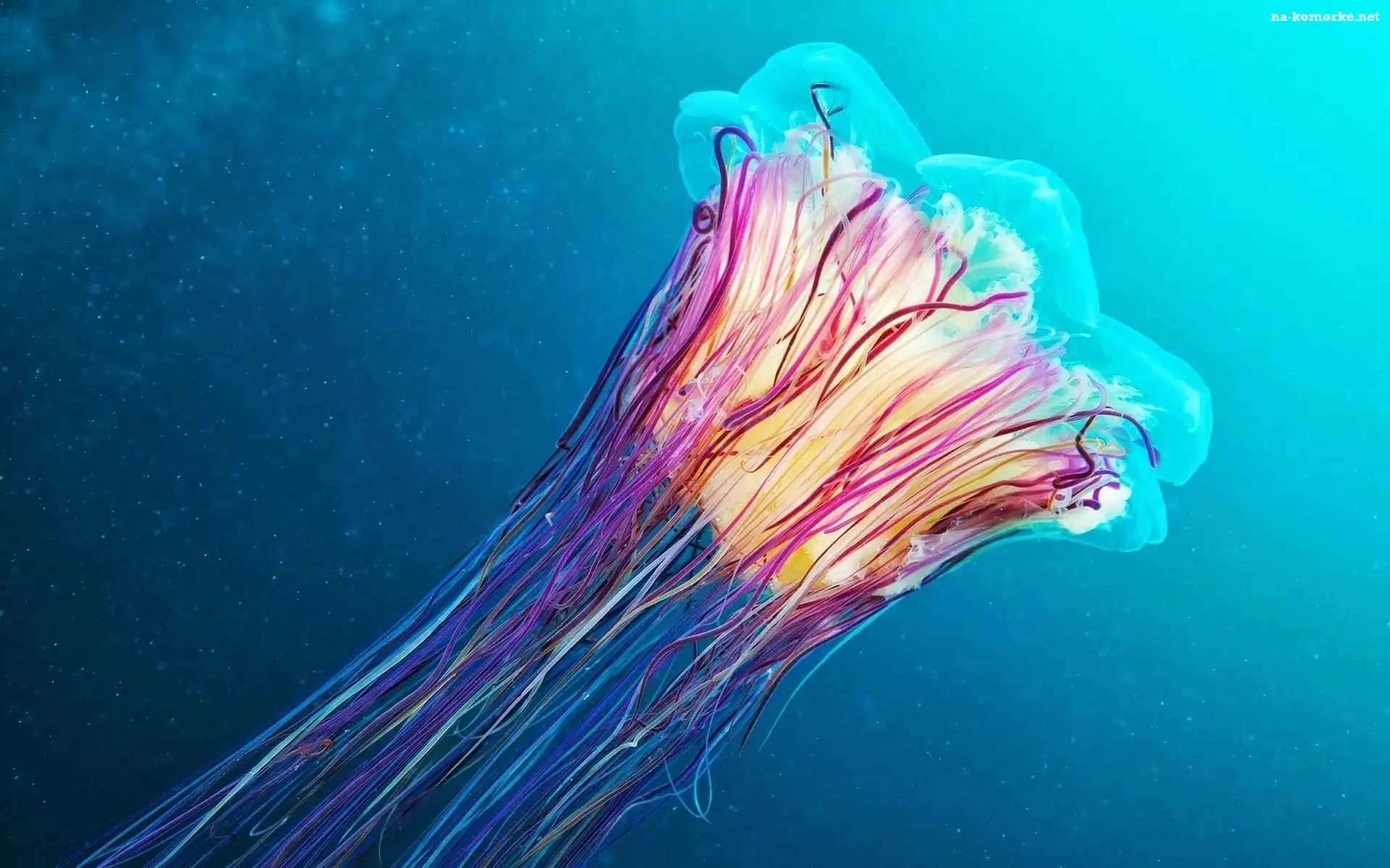 Meduza