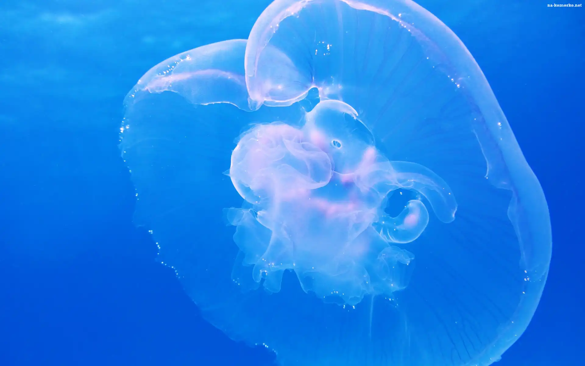 Meduza