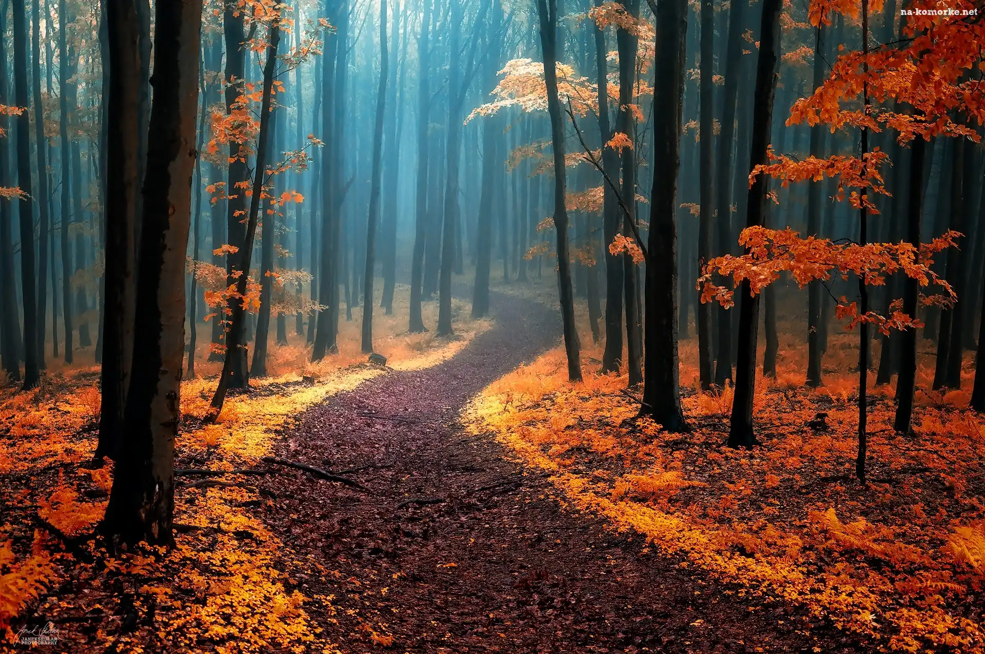 Mgła, Jesień, Las, Ścieżka, Drzewa
