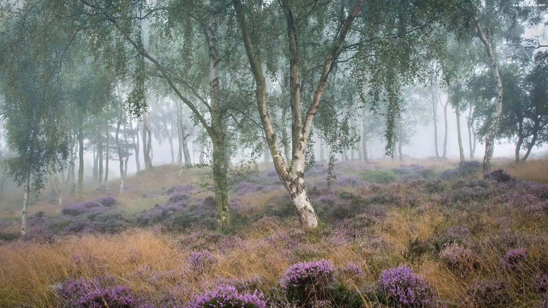 Anglia, Brzozy, Mgła, Park Narodowy Peak District, Wrzosowisko, Wrzos, Drzewa