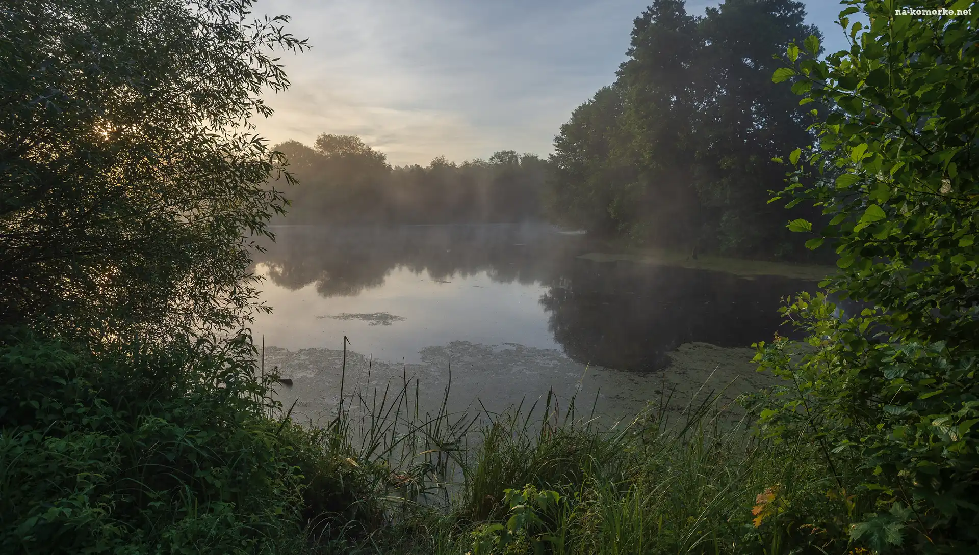 Mgła, Rośliny, Jezioro, Drzewa