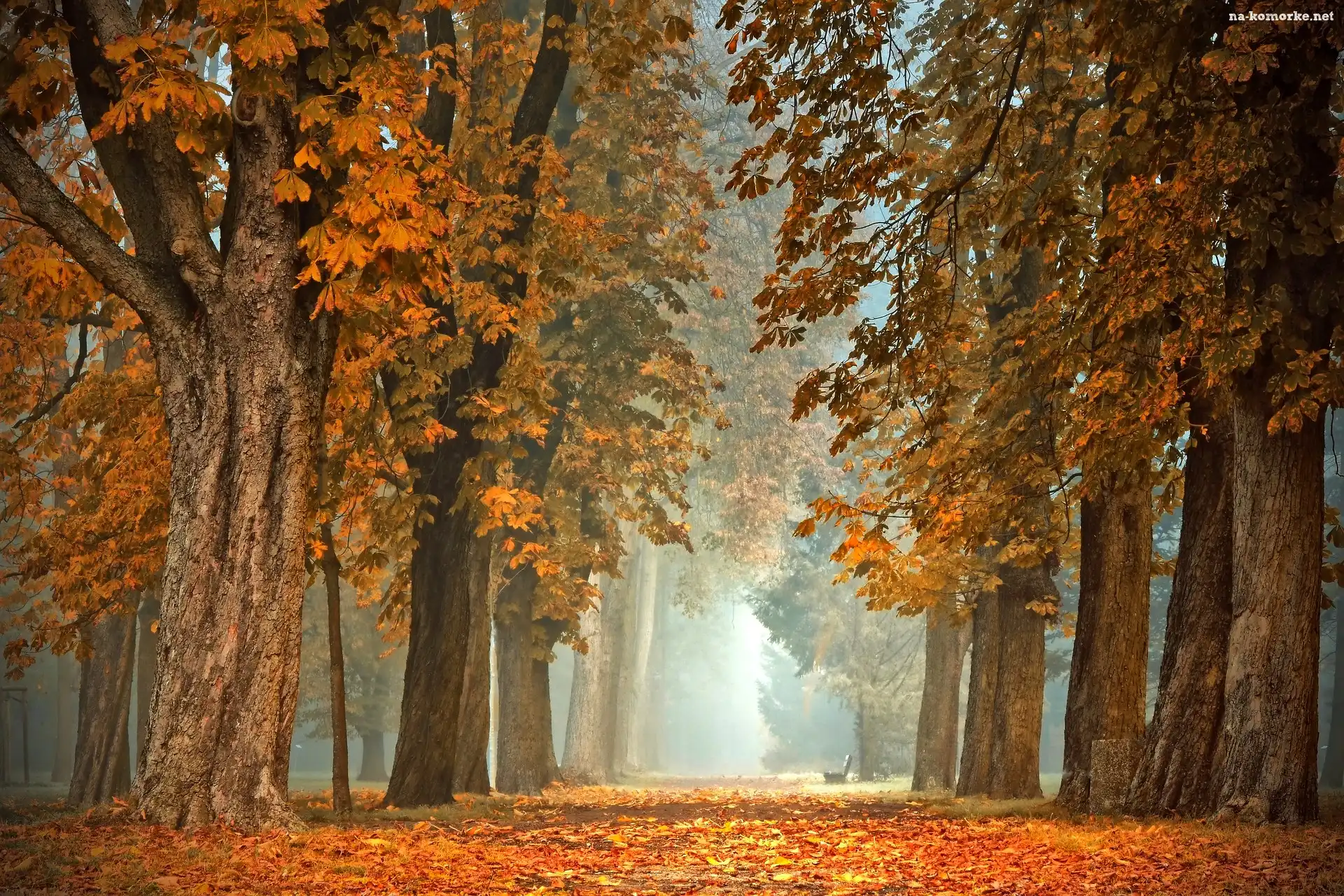 Mgła, Park, Drzewa, Kasztanowce, Poranek