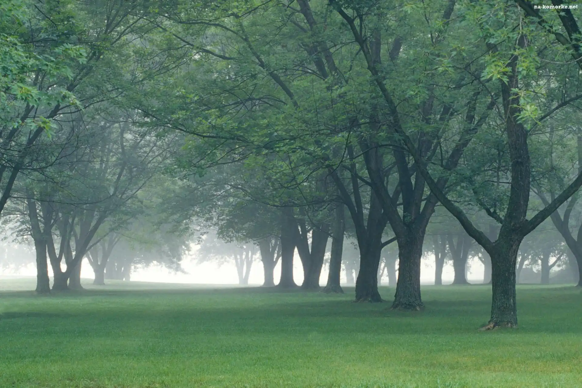 Park, Mgła, Drzewa
