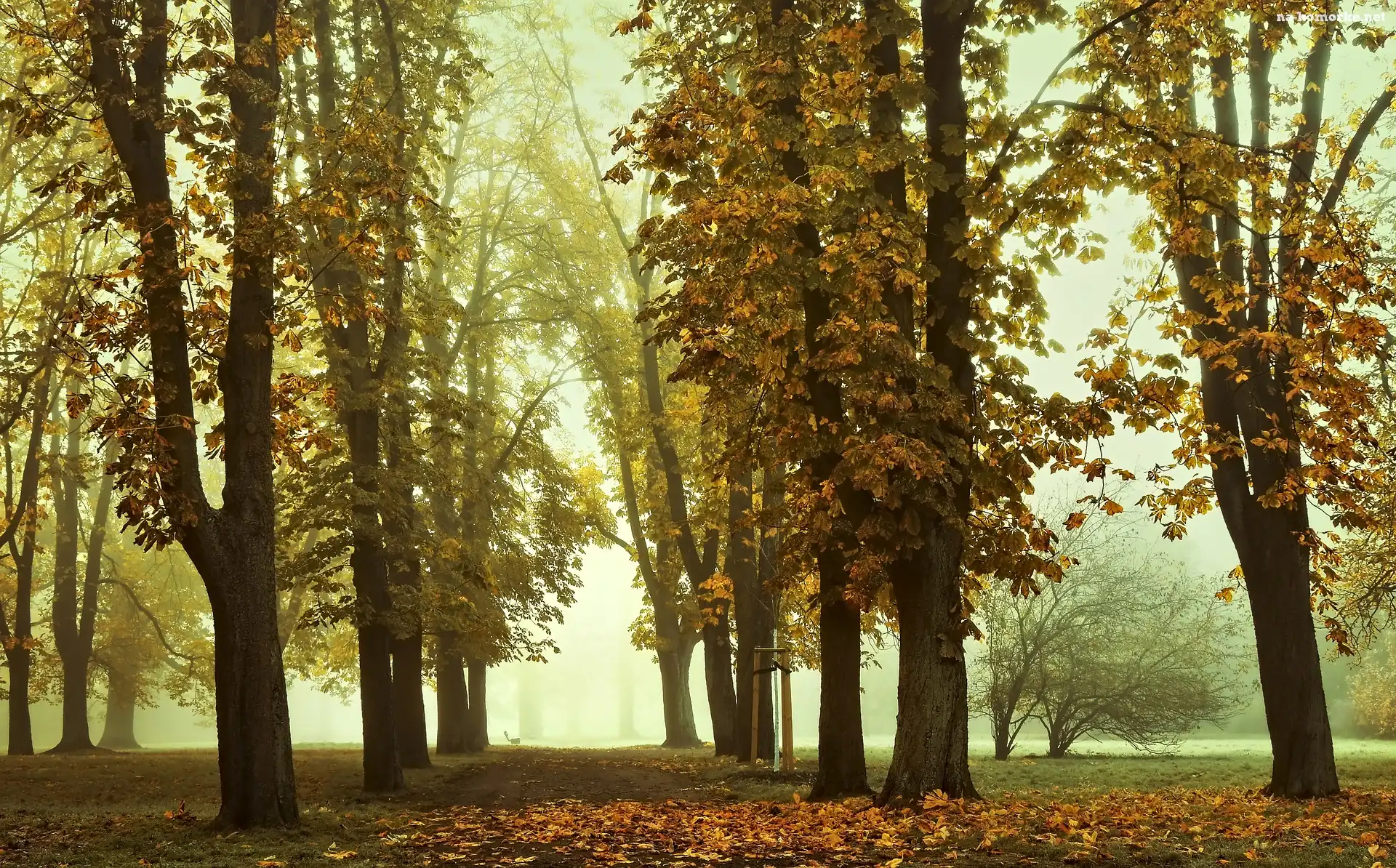 Mgła, Kasztanowce, Jesień, Liście, Park, Opadłe