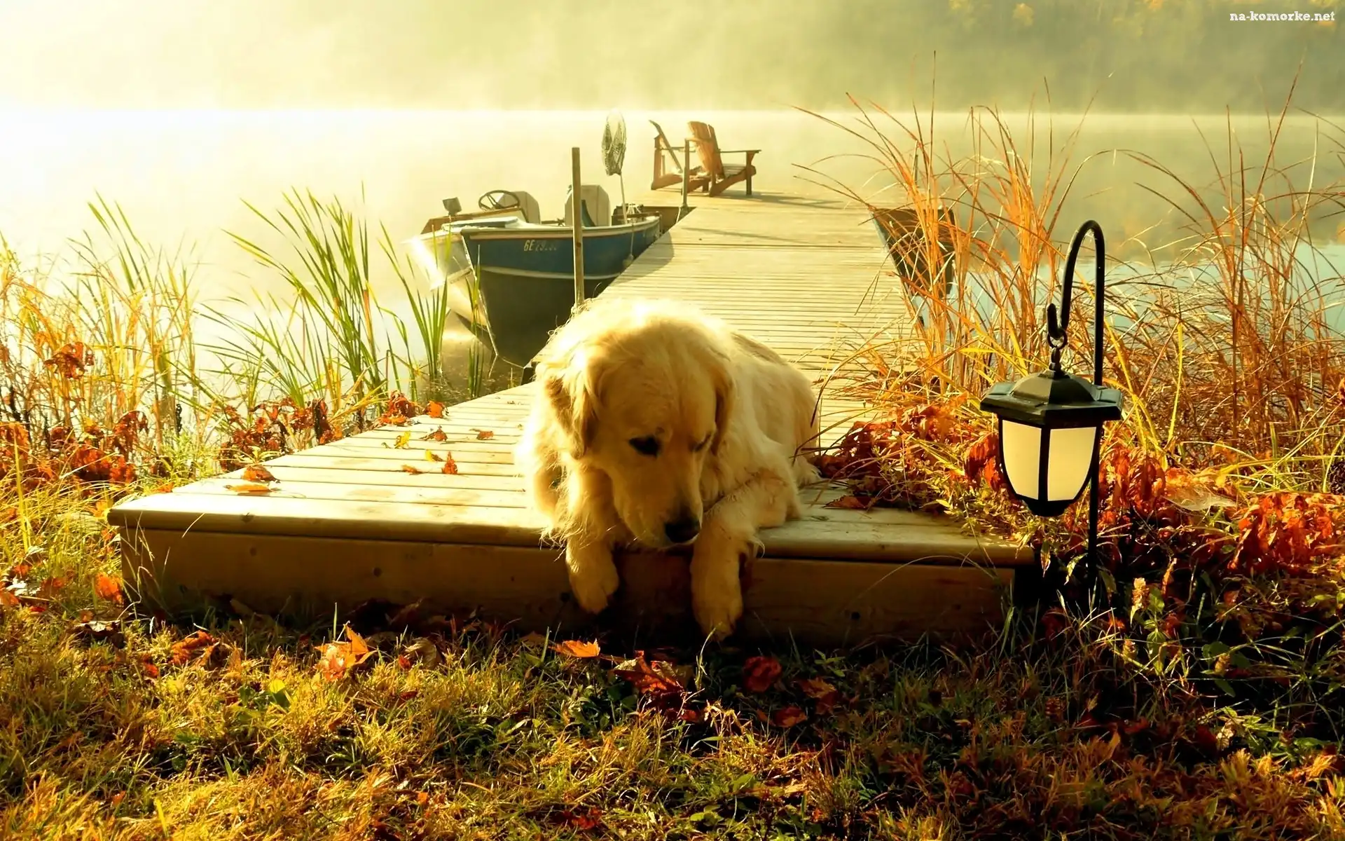 Mgła, Pies, Golden retriever, Pomost, Jezioro