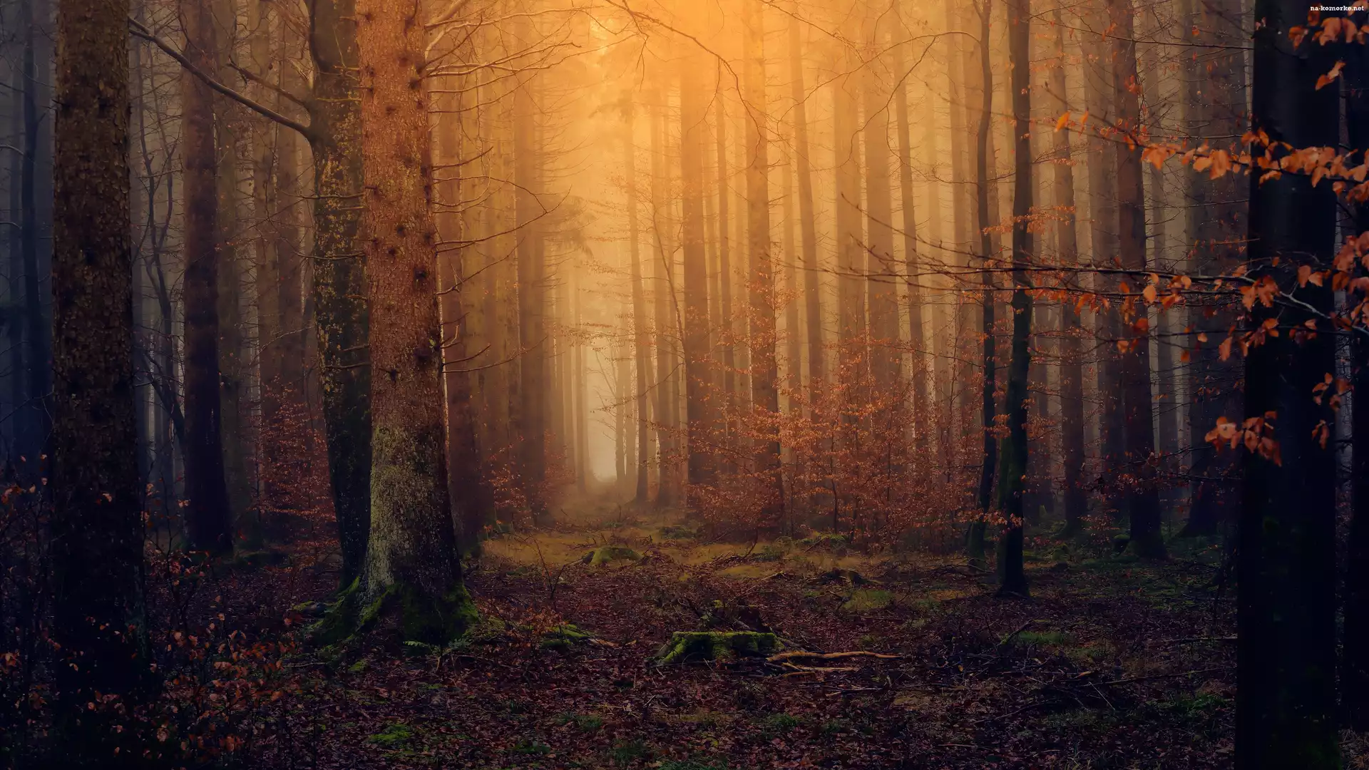 Mgła, Jesień, Las, Drzewa, Przebijające światło