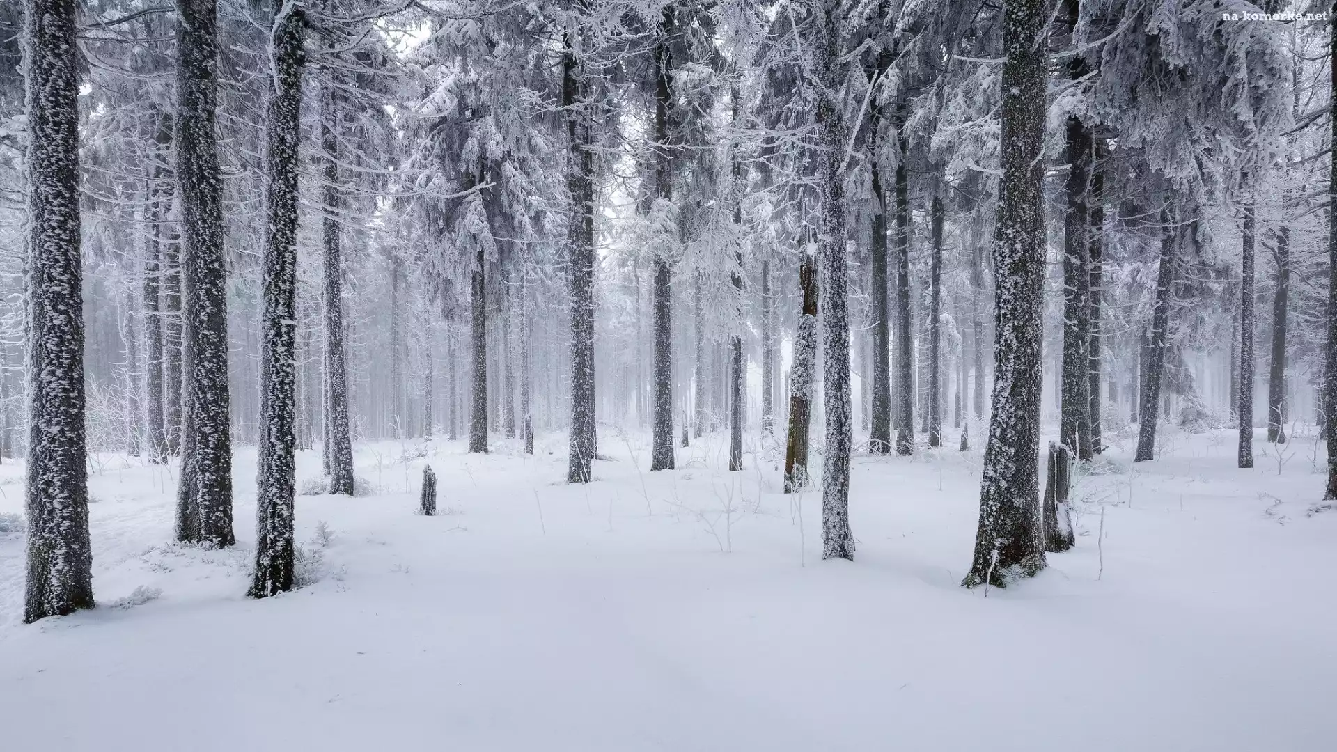 Iglasty, Drzewa, Zima, Mgła, Las, Ośnieżony, Śnieg