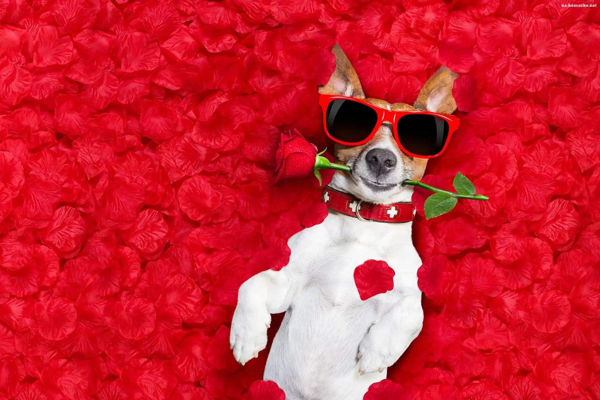 Śmieszne, Jack Russell terrier, Róża, Płatki, Okulary