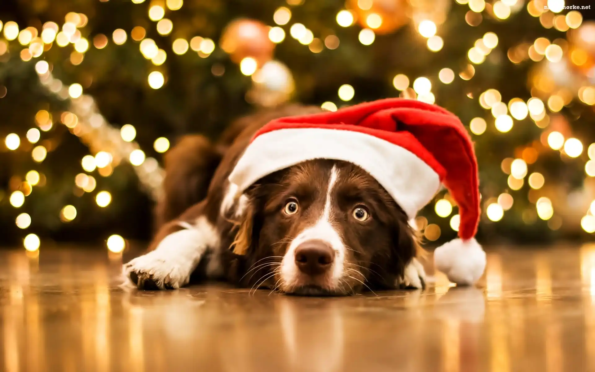 Mikołaja, Leżący, Pies, Border collie, Czapka