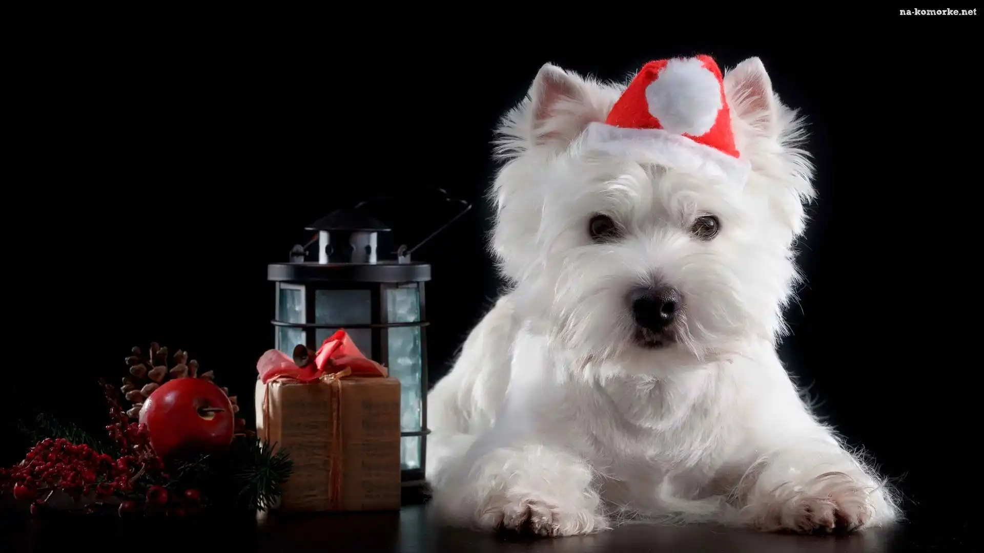 Biały, Lampion, Prezent, Pies, West Highland White Terrier, Czapka, Mikołaja