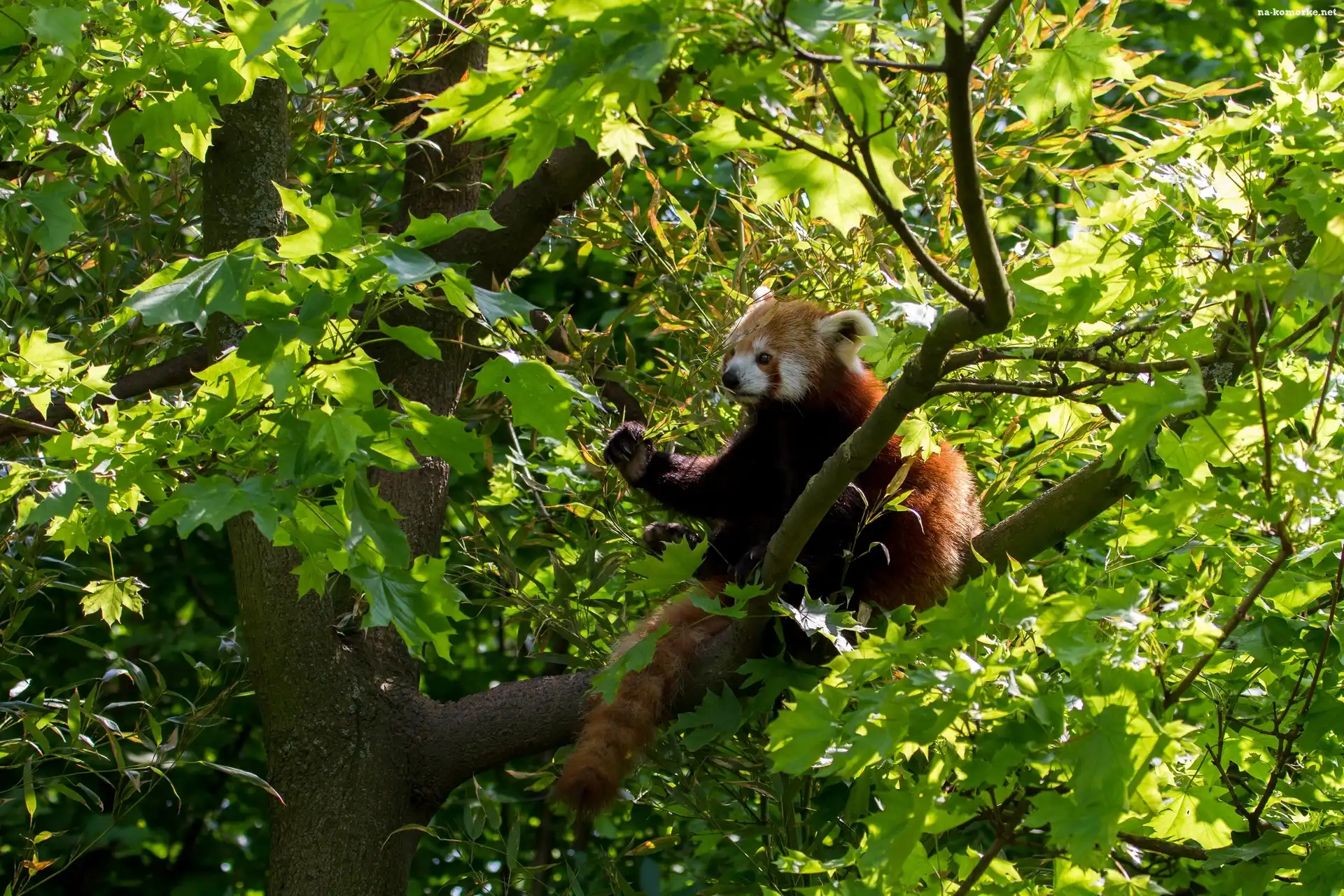Drzewo, Miś, Panda