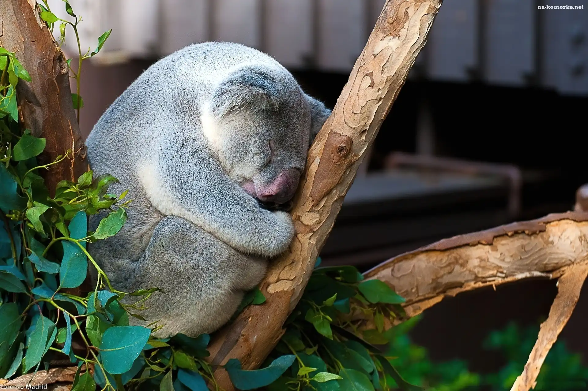 Śpiący, Drzewo, Miś, Koala