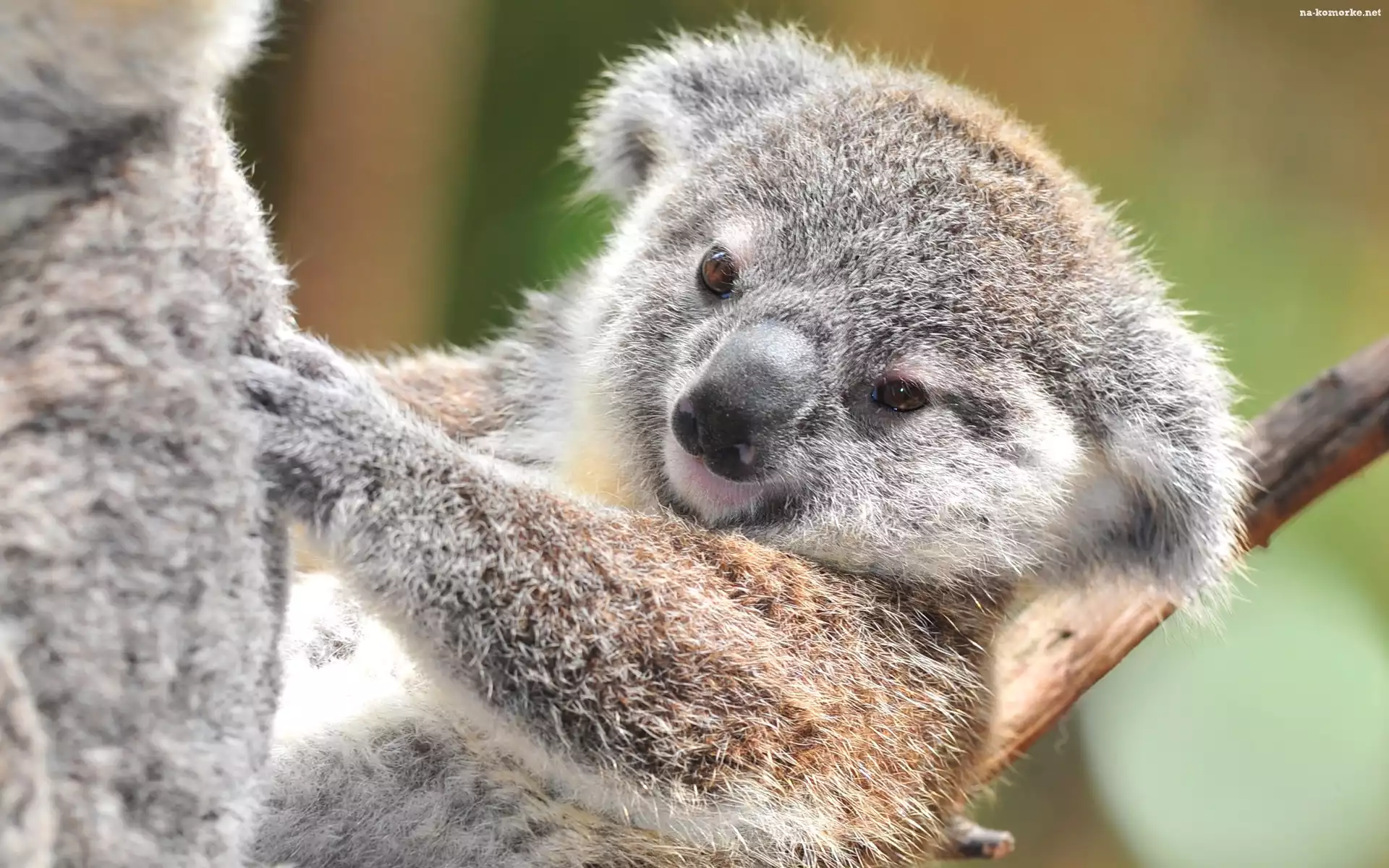 Miś, Koala