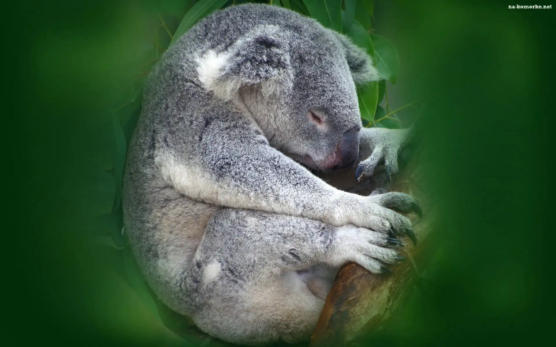 Miś, Grafika, Koala, Drzewo