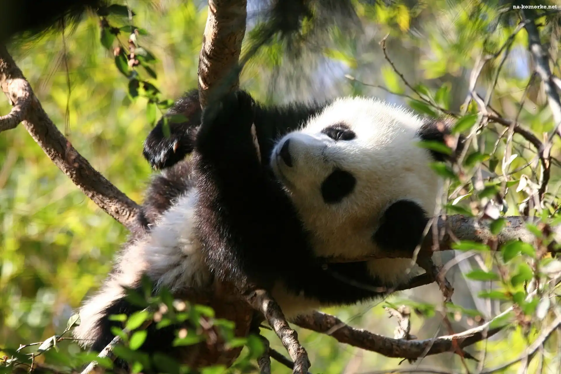 Miś, Drzew, Panda, Konary