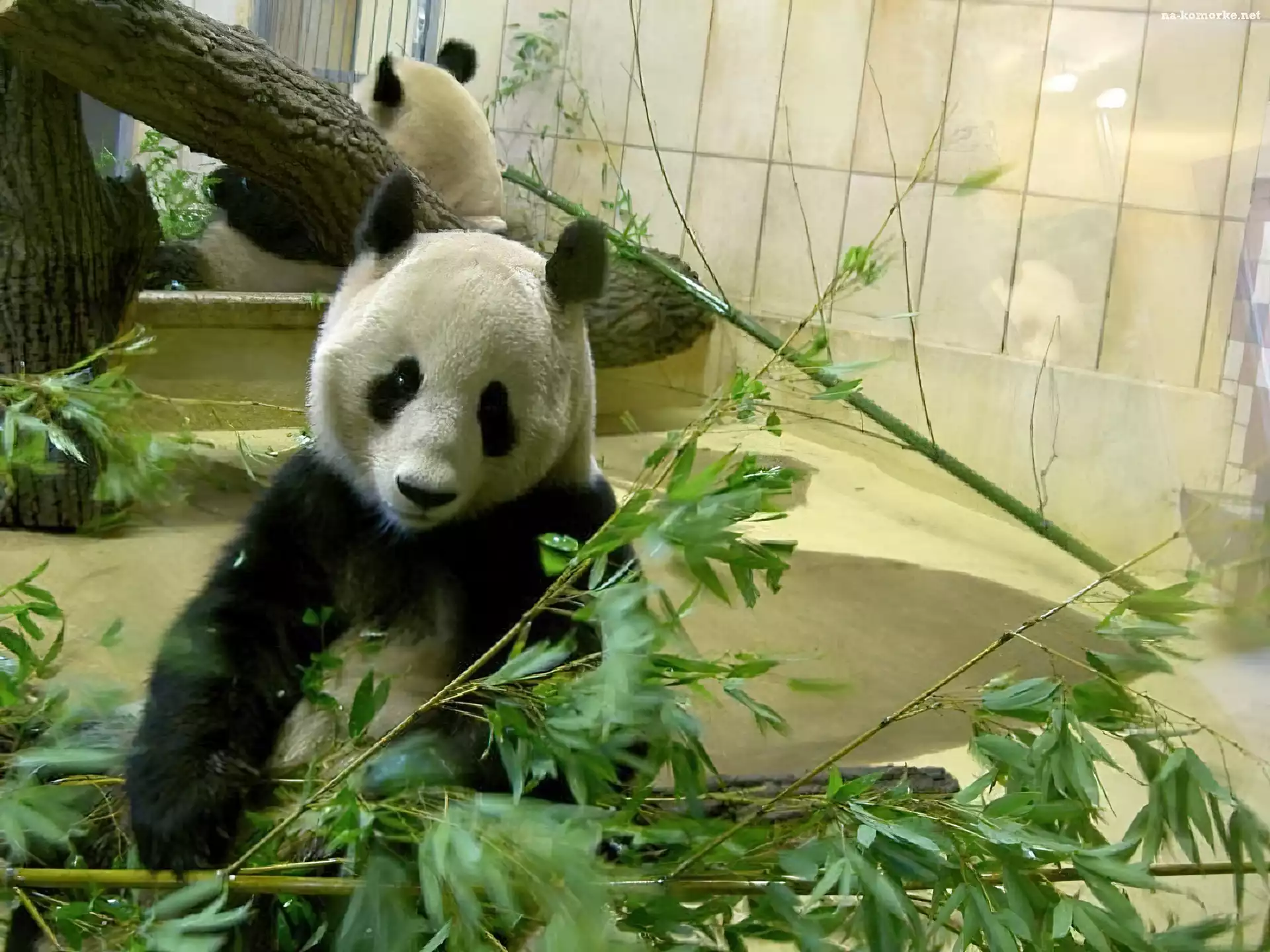 Miś, Zoologiczny, Panda, Ogród