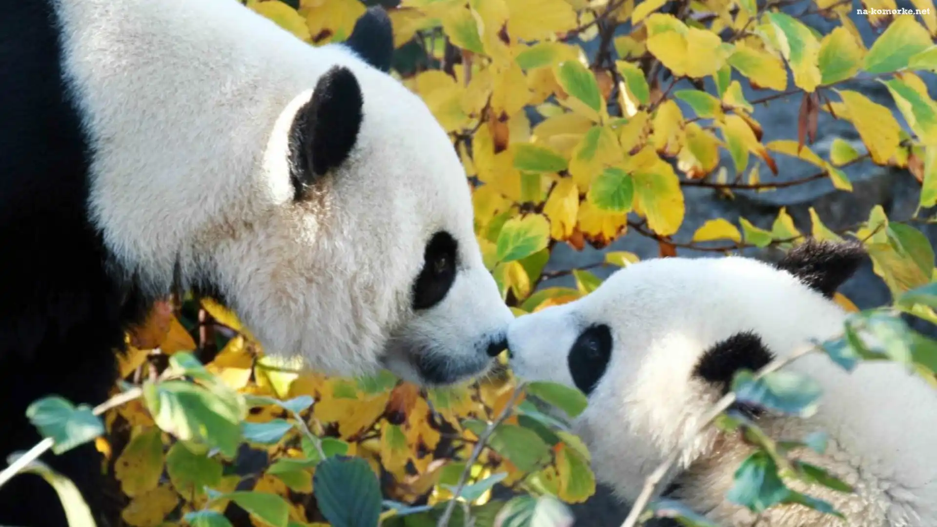 Dwa, Misie, Panda