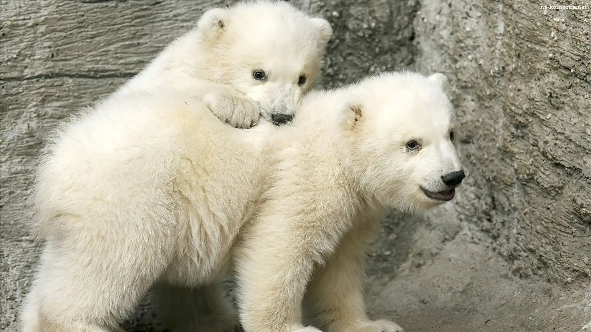 Dwa, Misie, Polarne