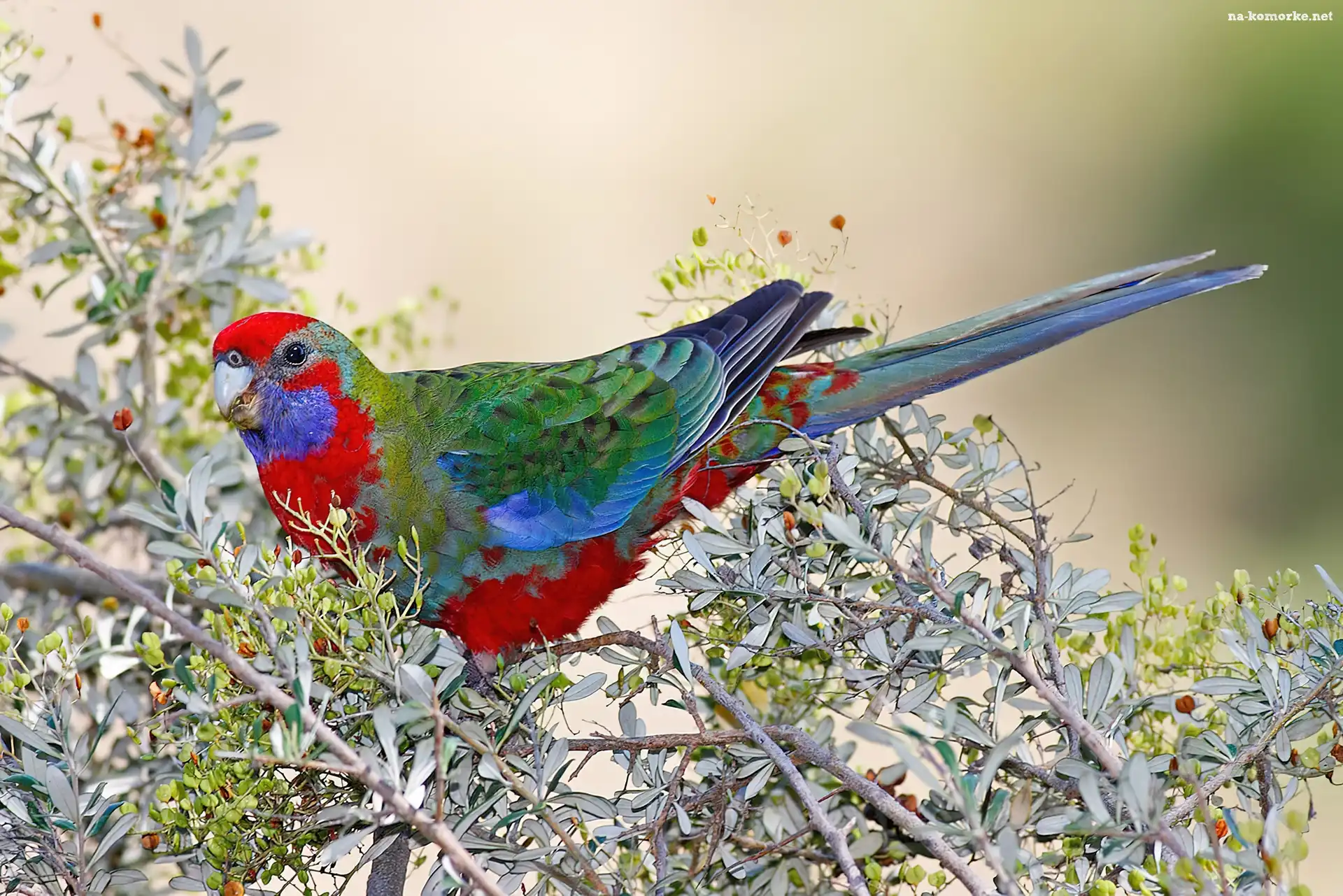 Młoda, Gałązki, Papuga, Rosella Królewska